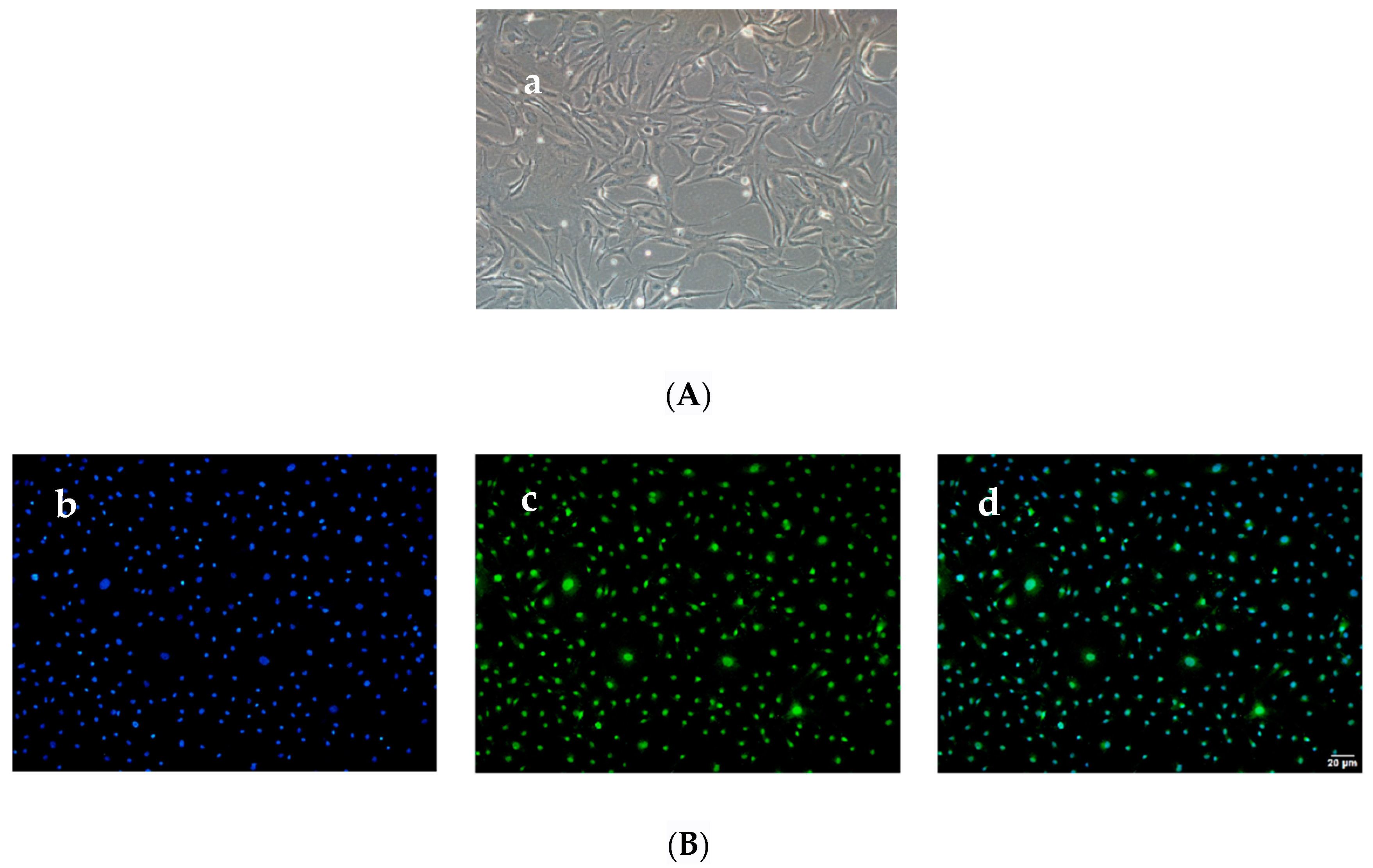 Animals 12 00787 g001