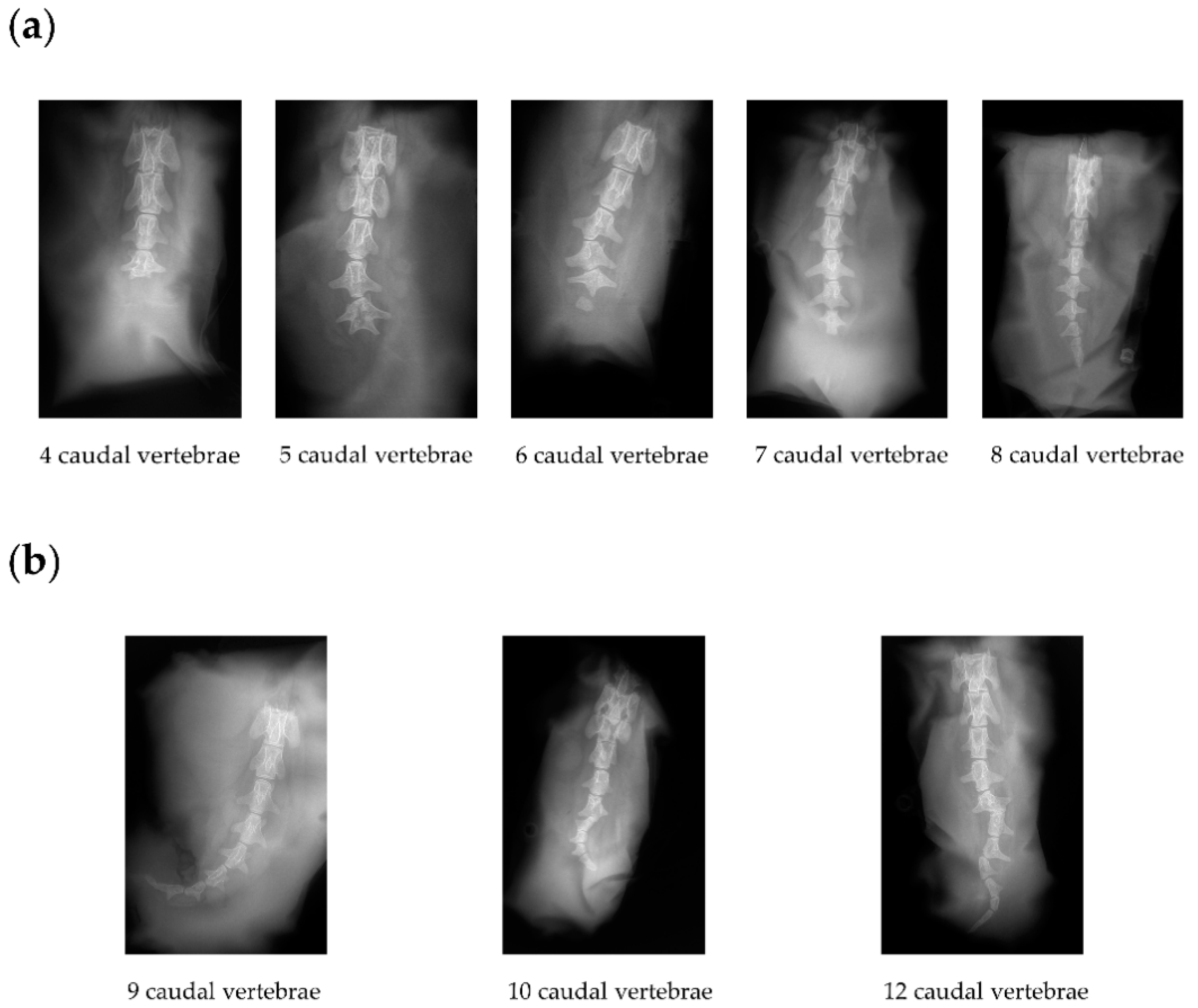 Animals 12 00792 g002