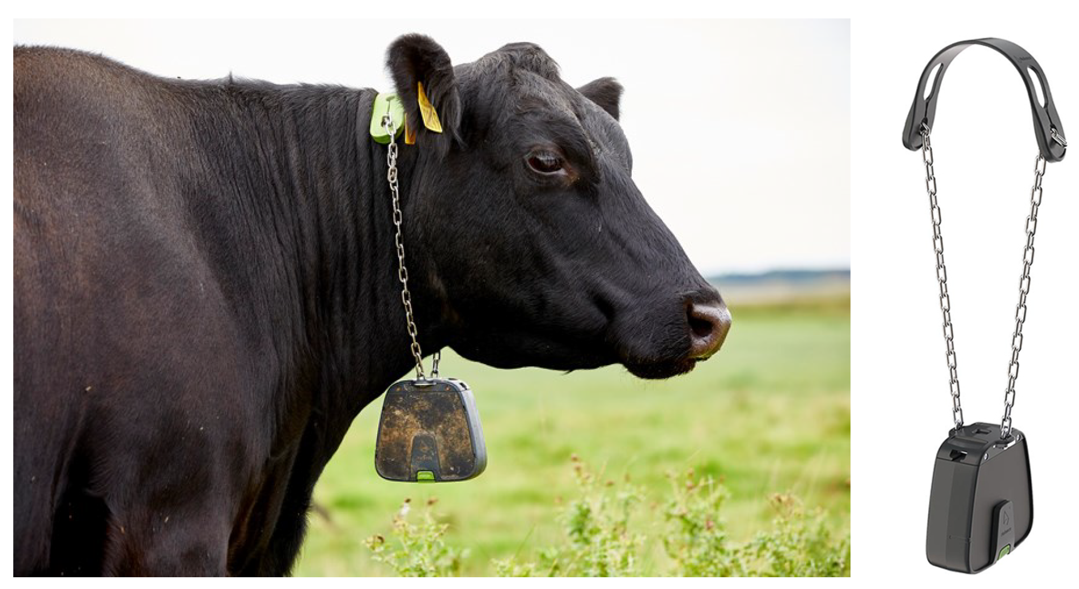 Animals 12 00842 g0a1