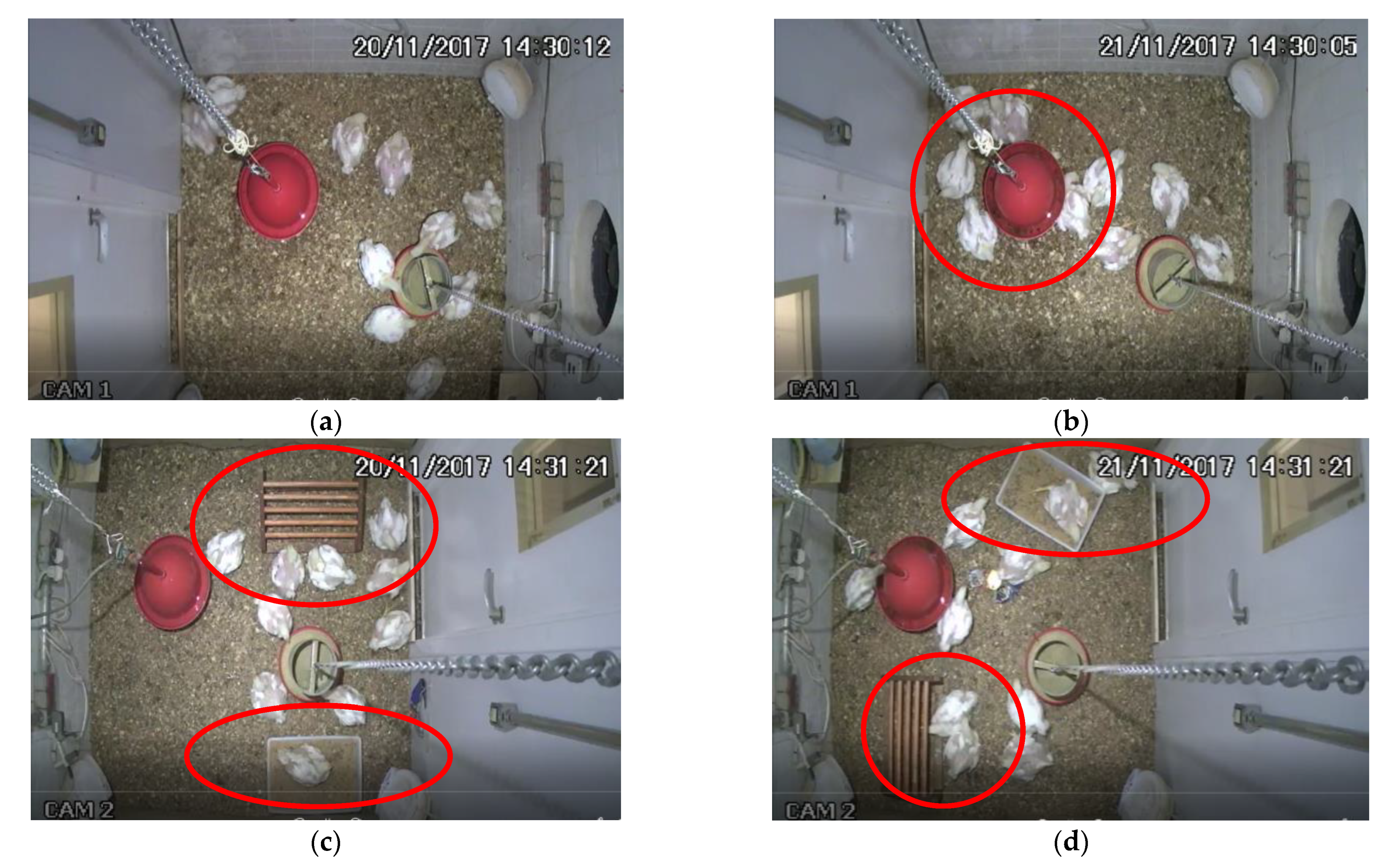 Animals 12 00846 g007