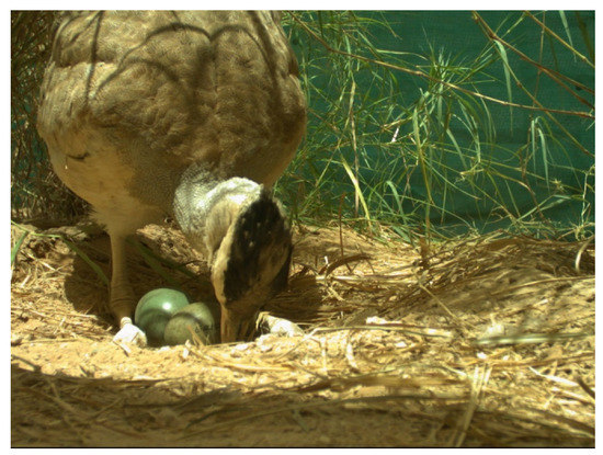 Animals 12 00851 g0a1 550