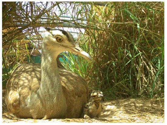 Animals 12 00851 g0a2 550