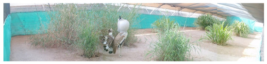 Animals 12 00851 g0a3 550