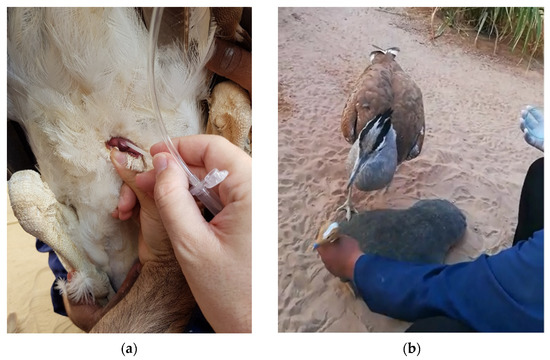 Animals 12 00851 g0a5 550