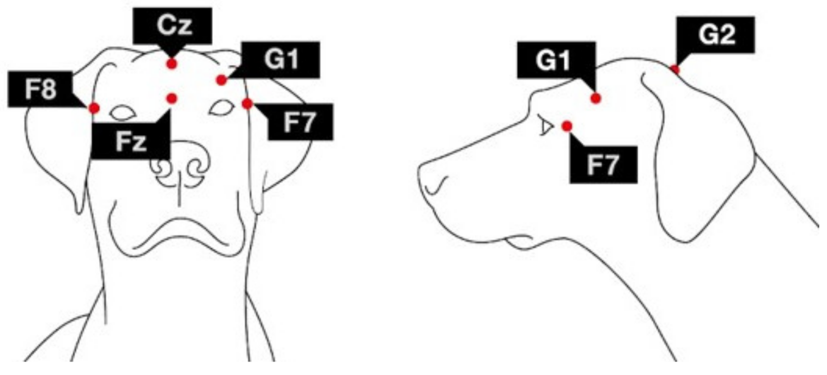 Animals 12 00895 g001