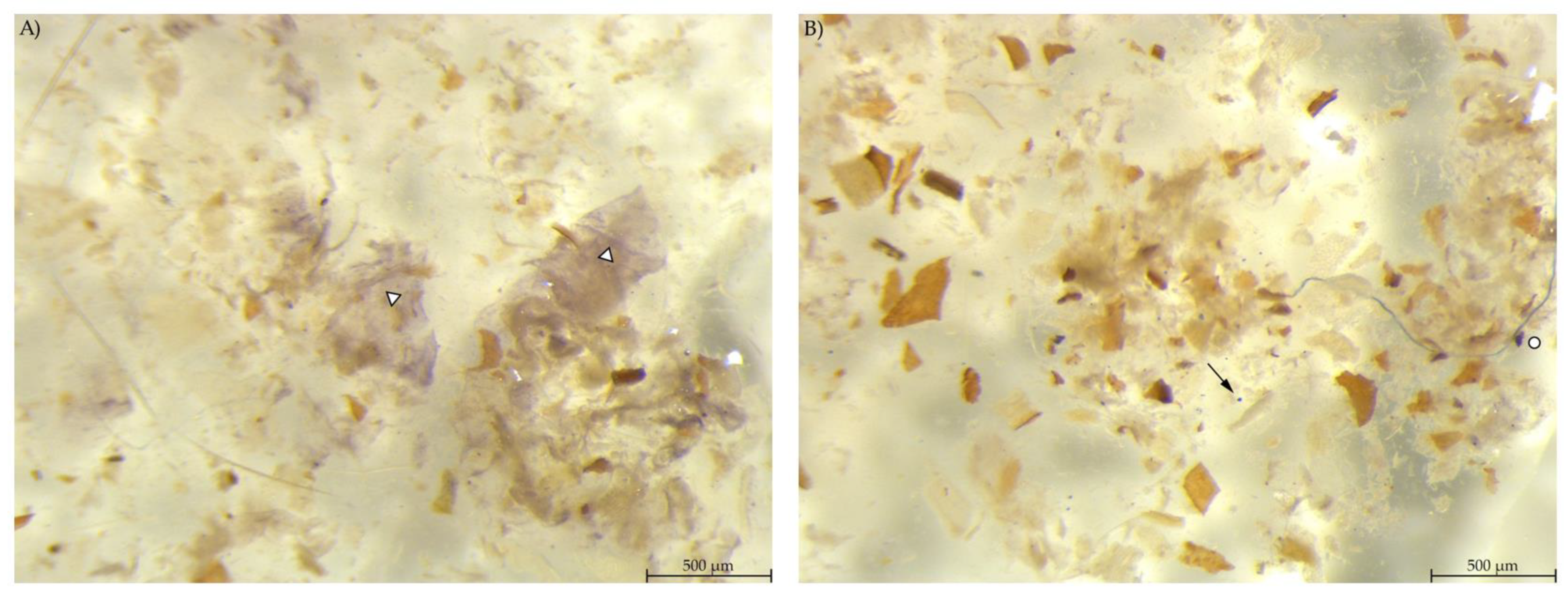 Animals 12 00952 g008