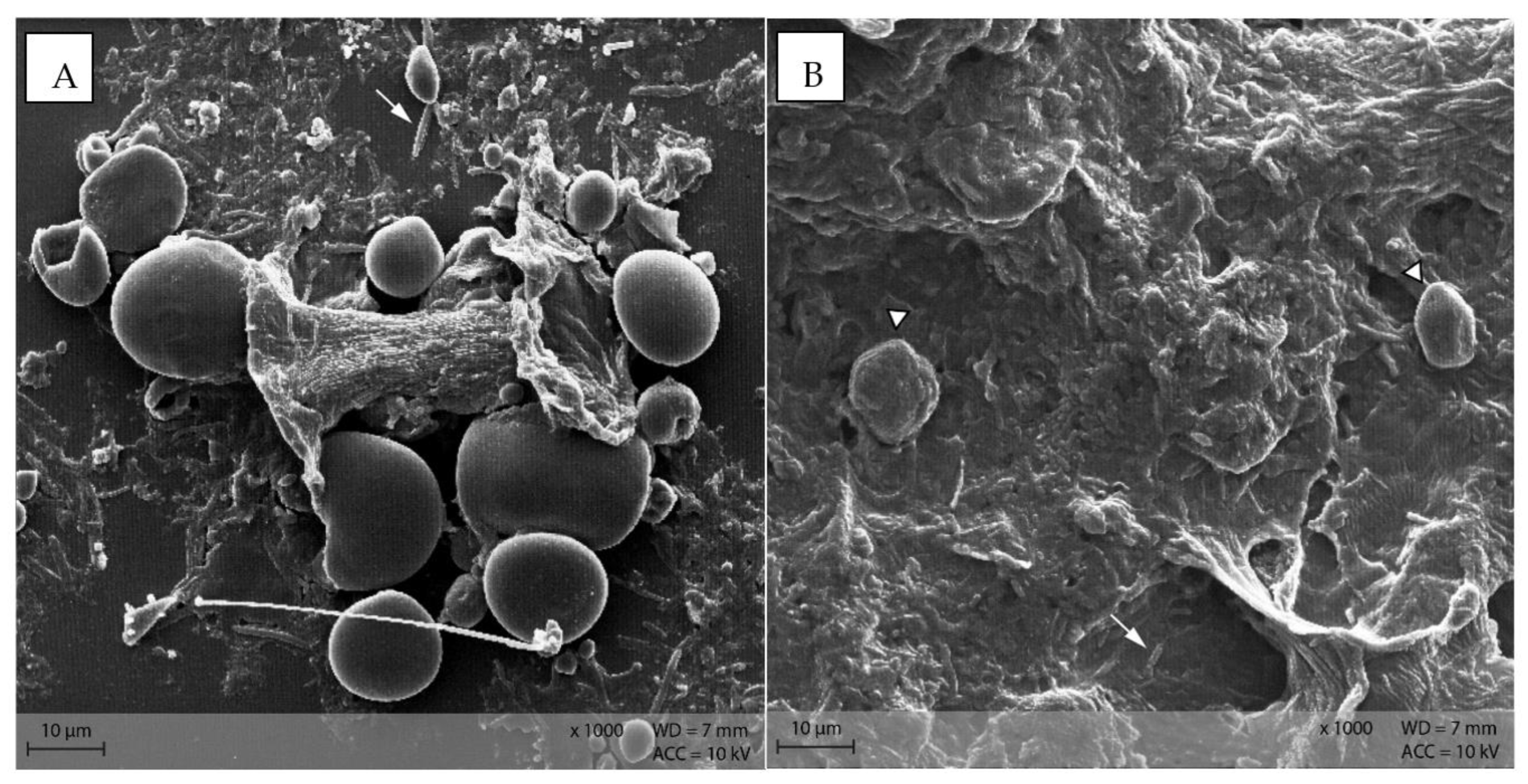 Animals 12 00952 g010