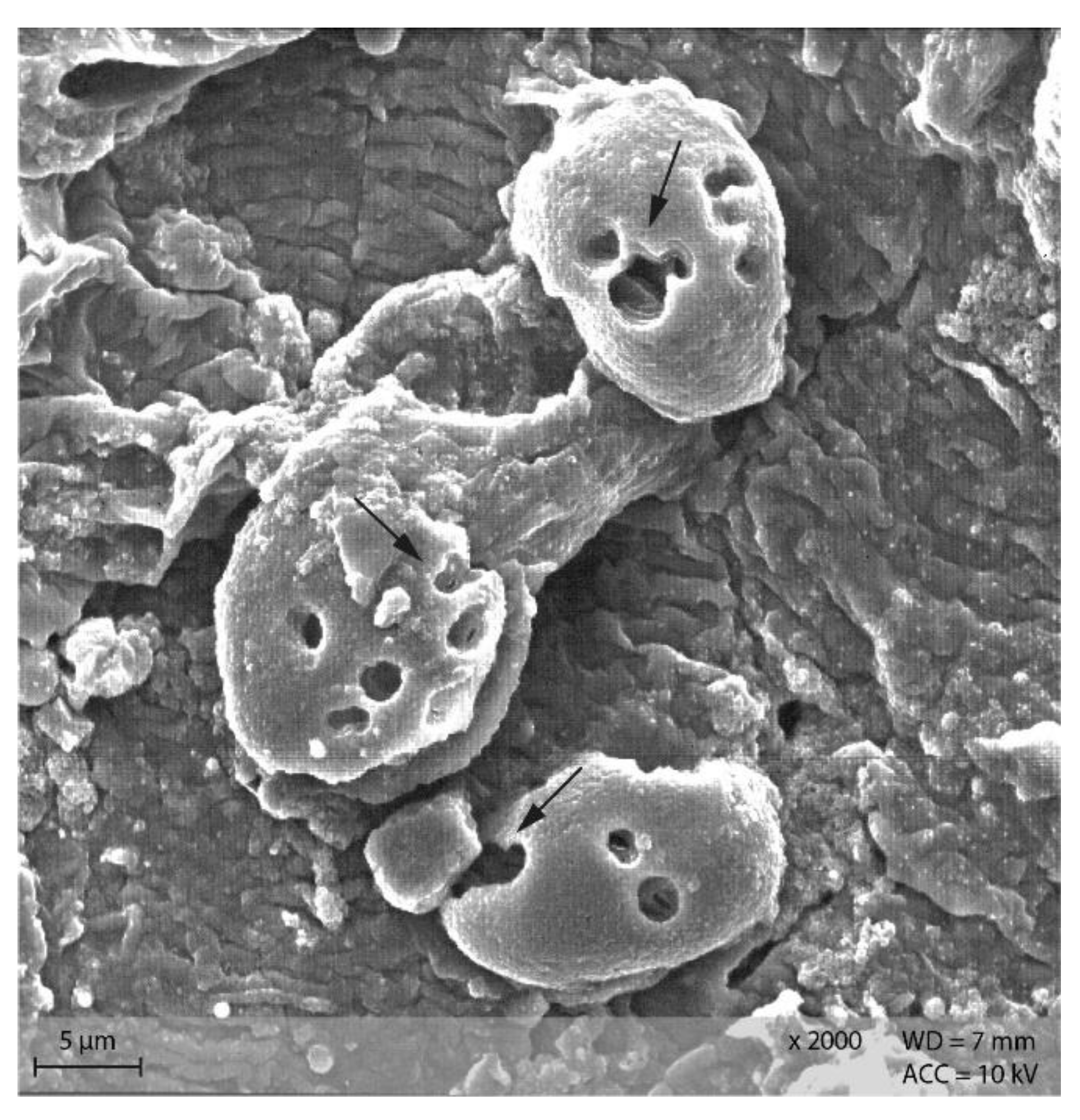 Animals 12 00952 g012