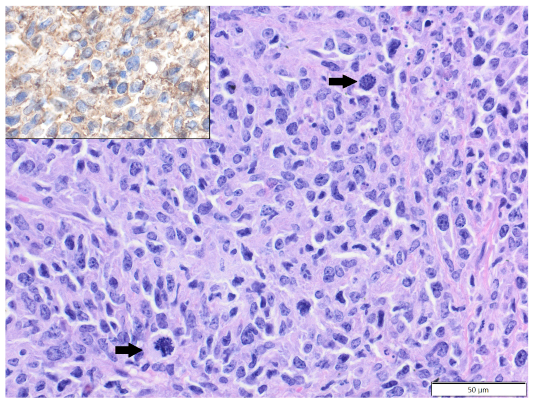 Animals 12 00965 g001 Animals 12 00965 g001