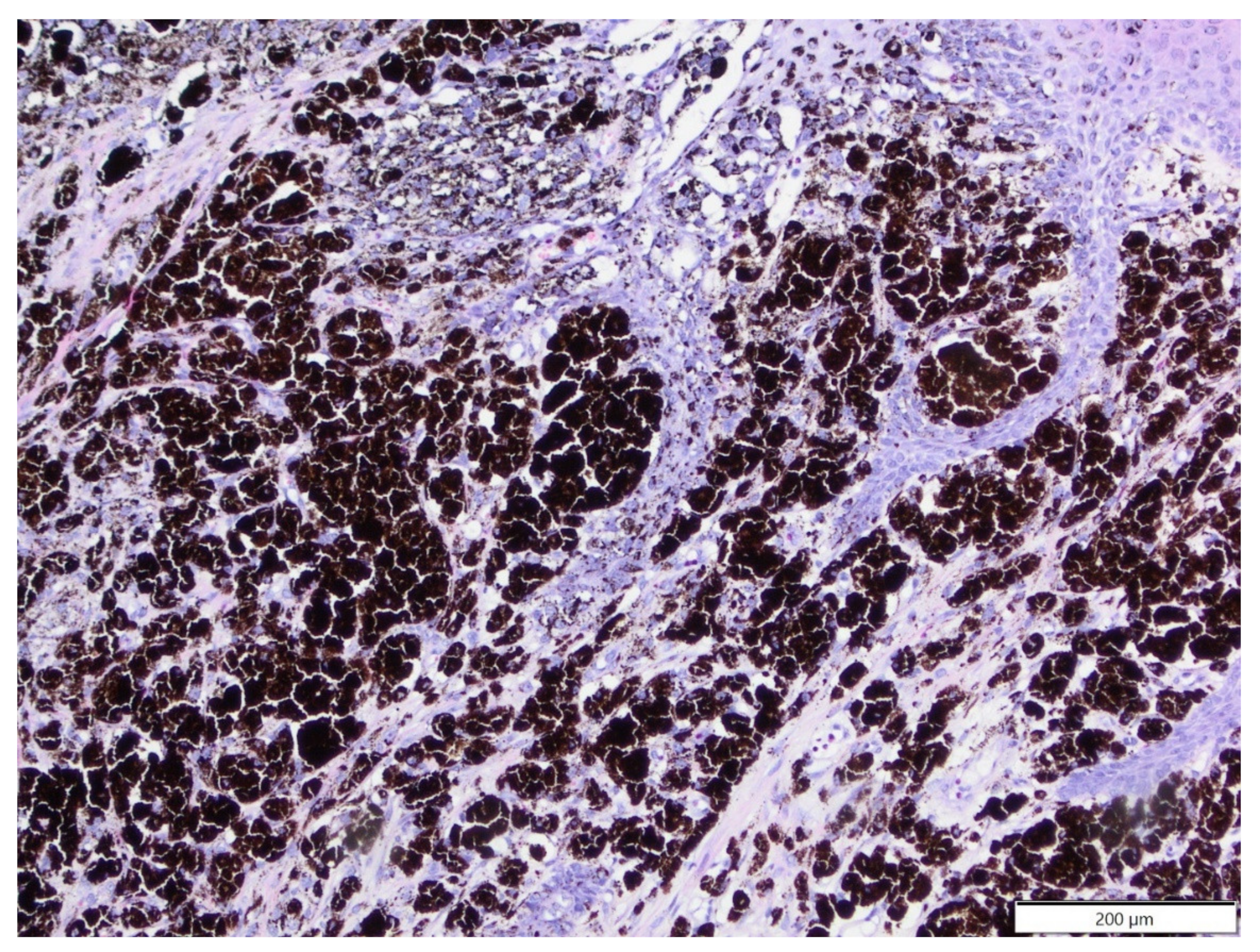 Animals 12 00965 g002 Animals 12 00965 g002