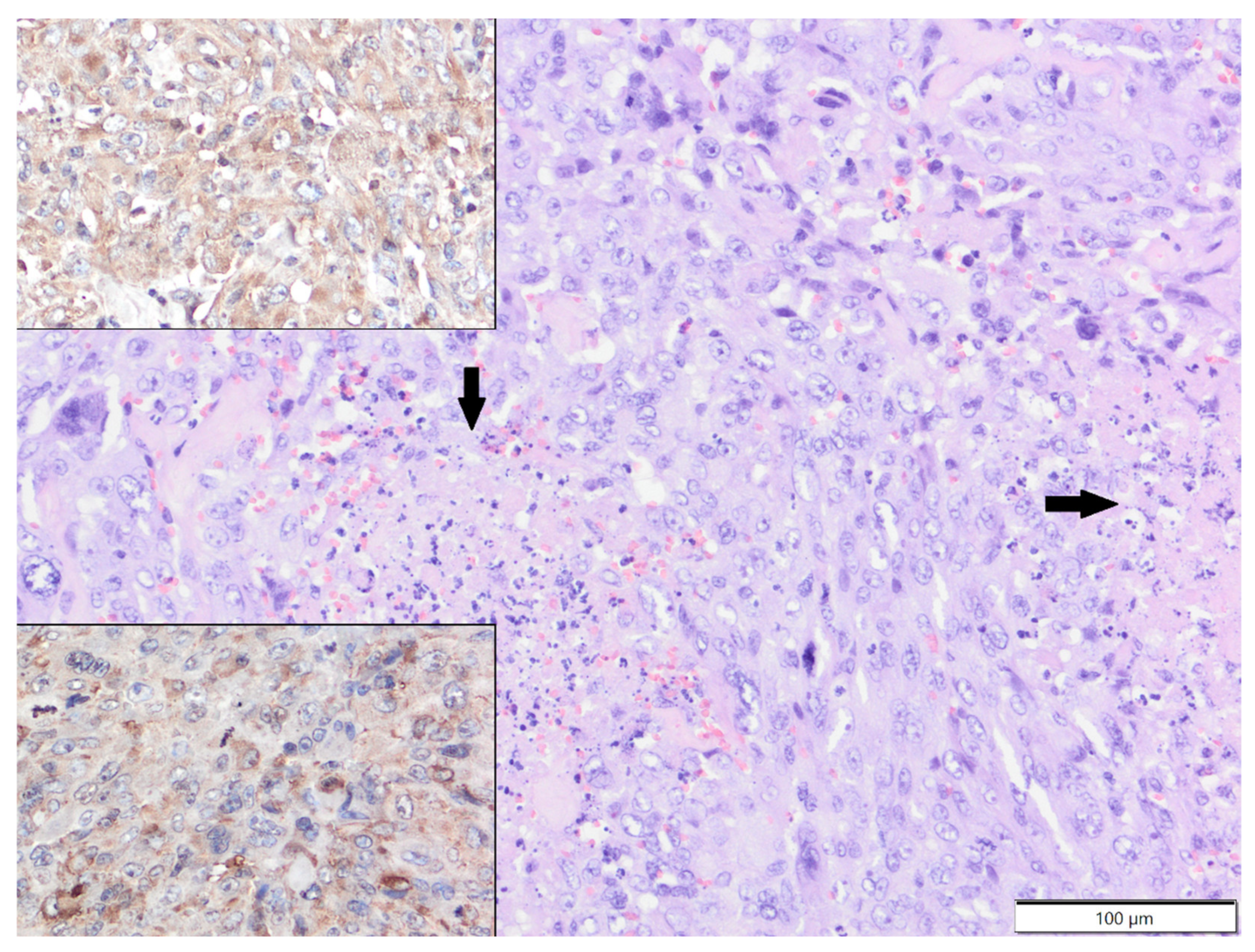 Animals 12 00965 g003 Animals 12 00965 g003