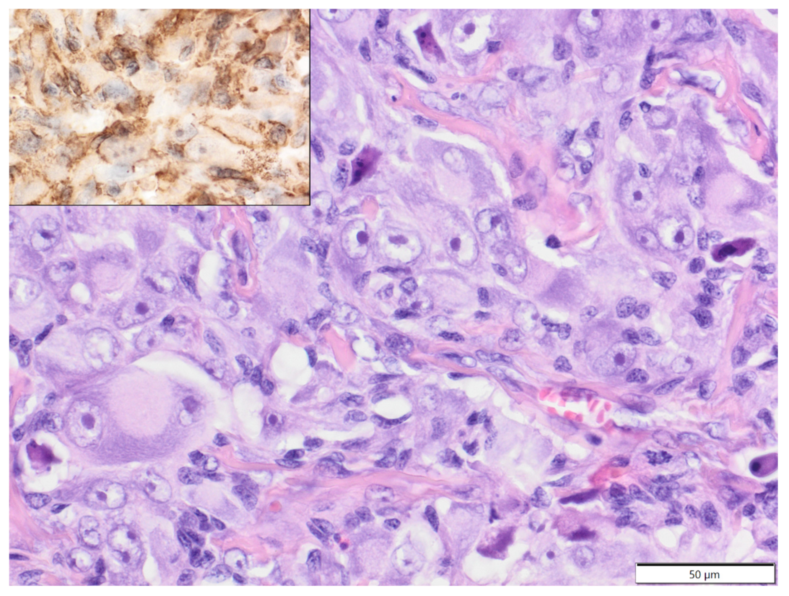 Animals 12 00965 g006 Animals 12 00965 g006