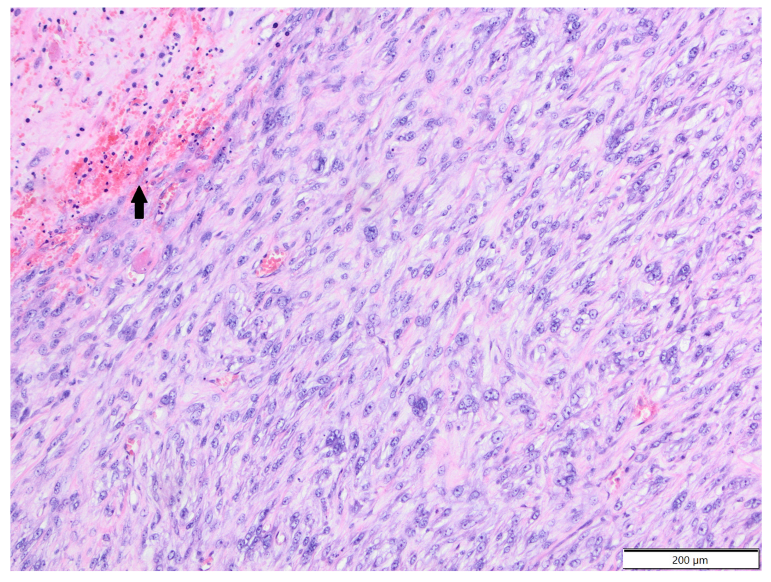 Animals 12 00965 g007 Animals 12 00965 g007