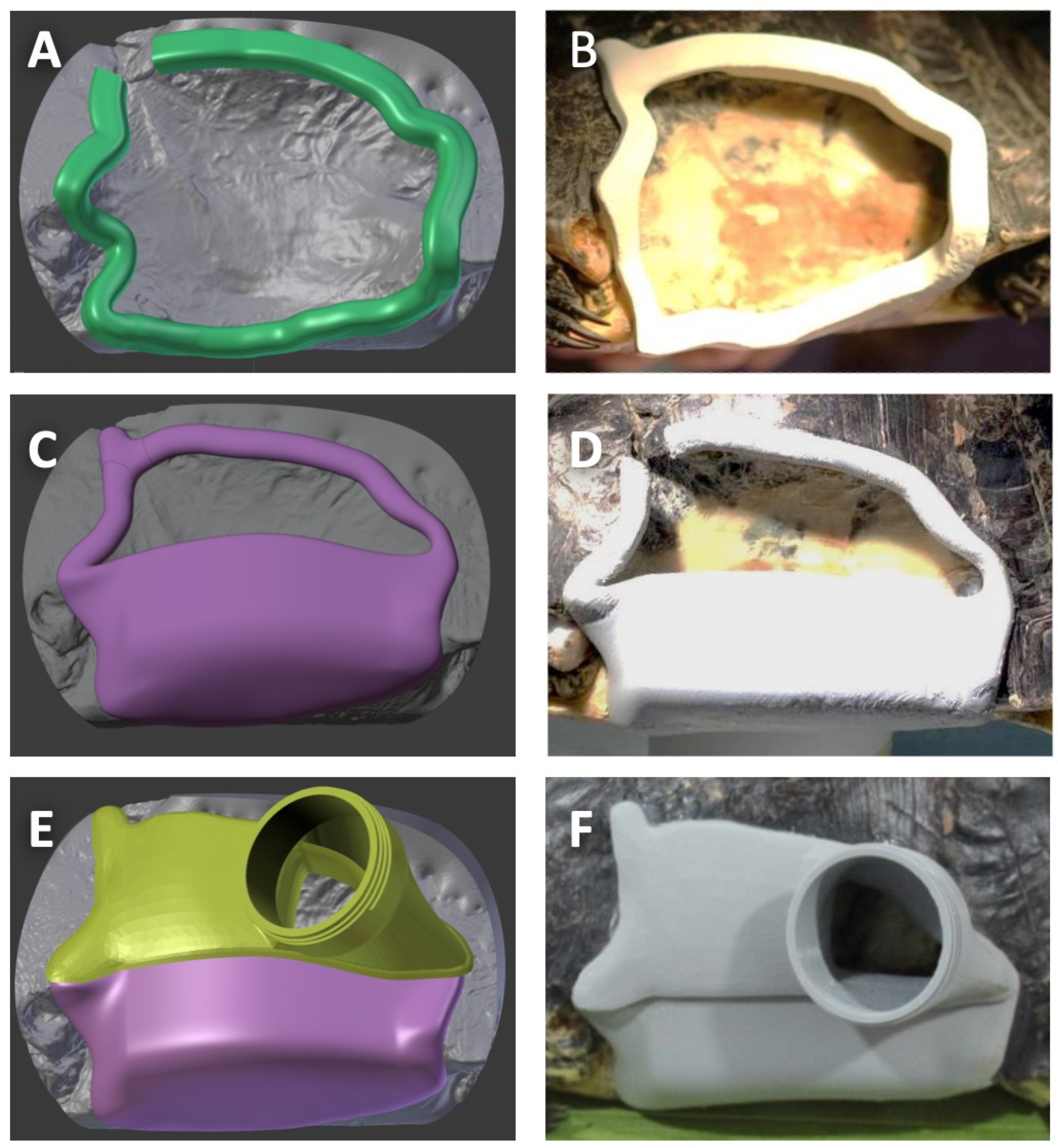 Animals 12 00966 g002