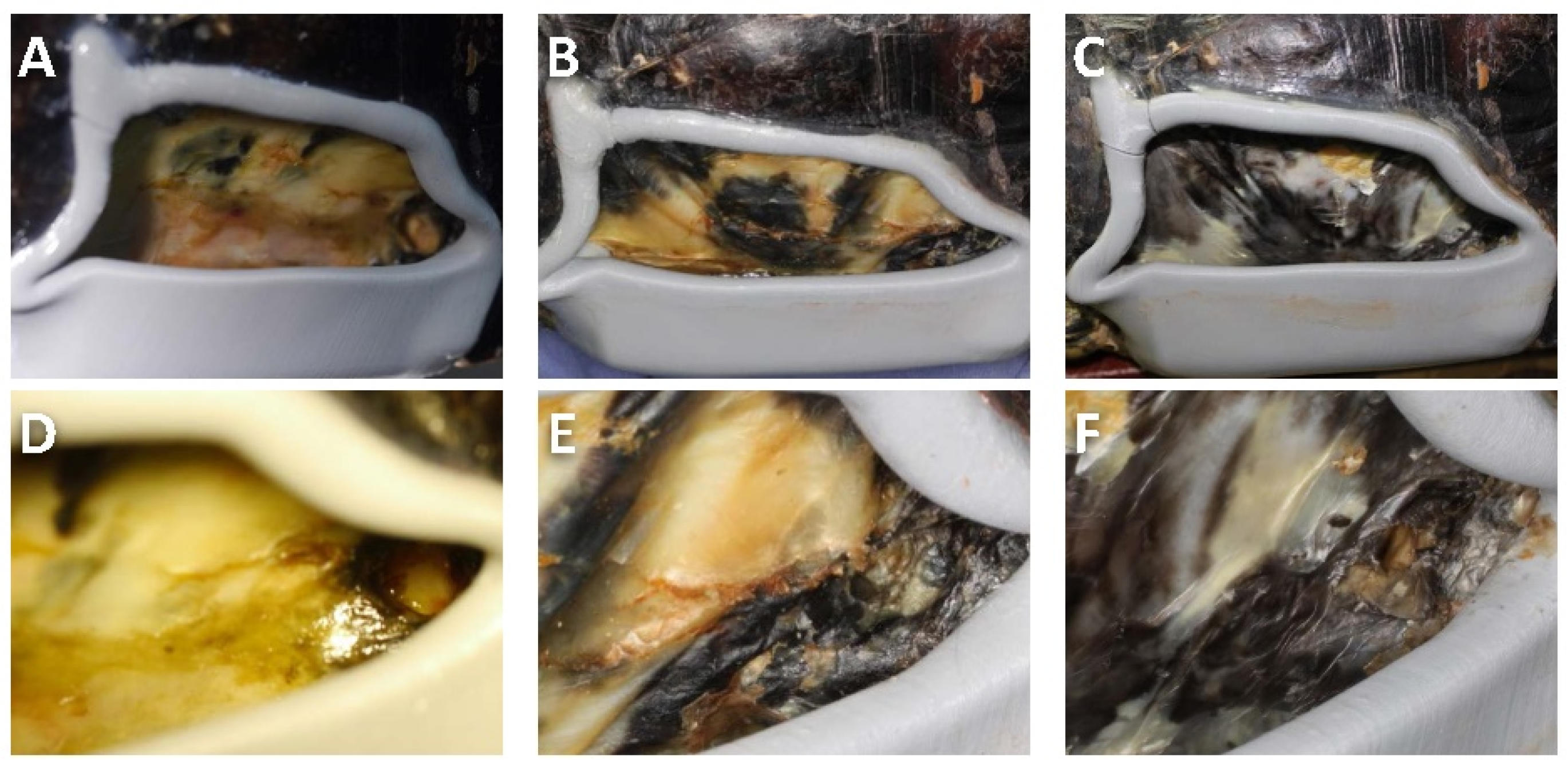 Animals 12 00966 g003