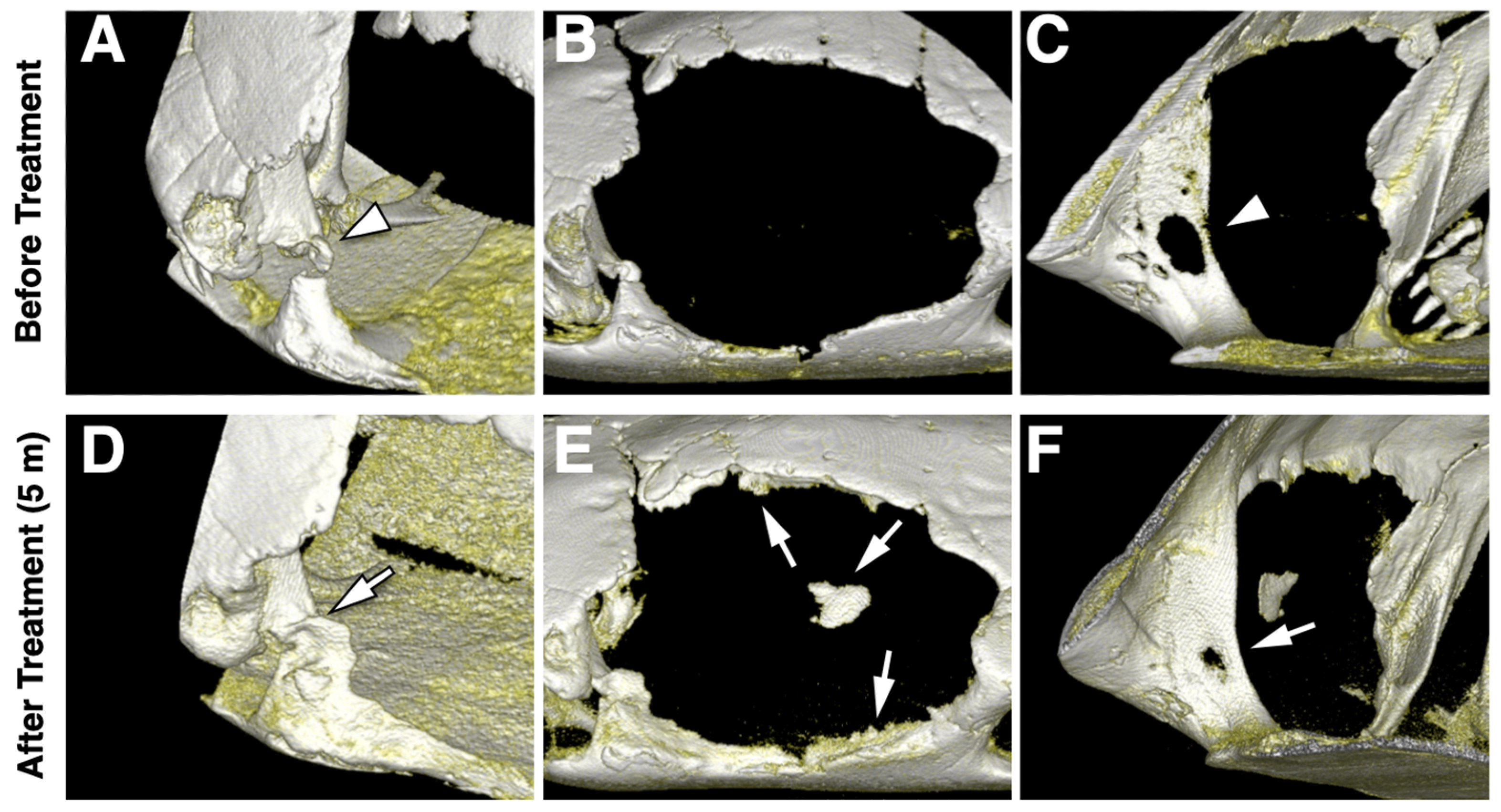 Animals 12 00966 g004