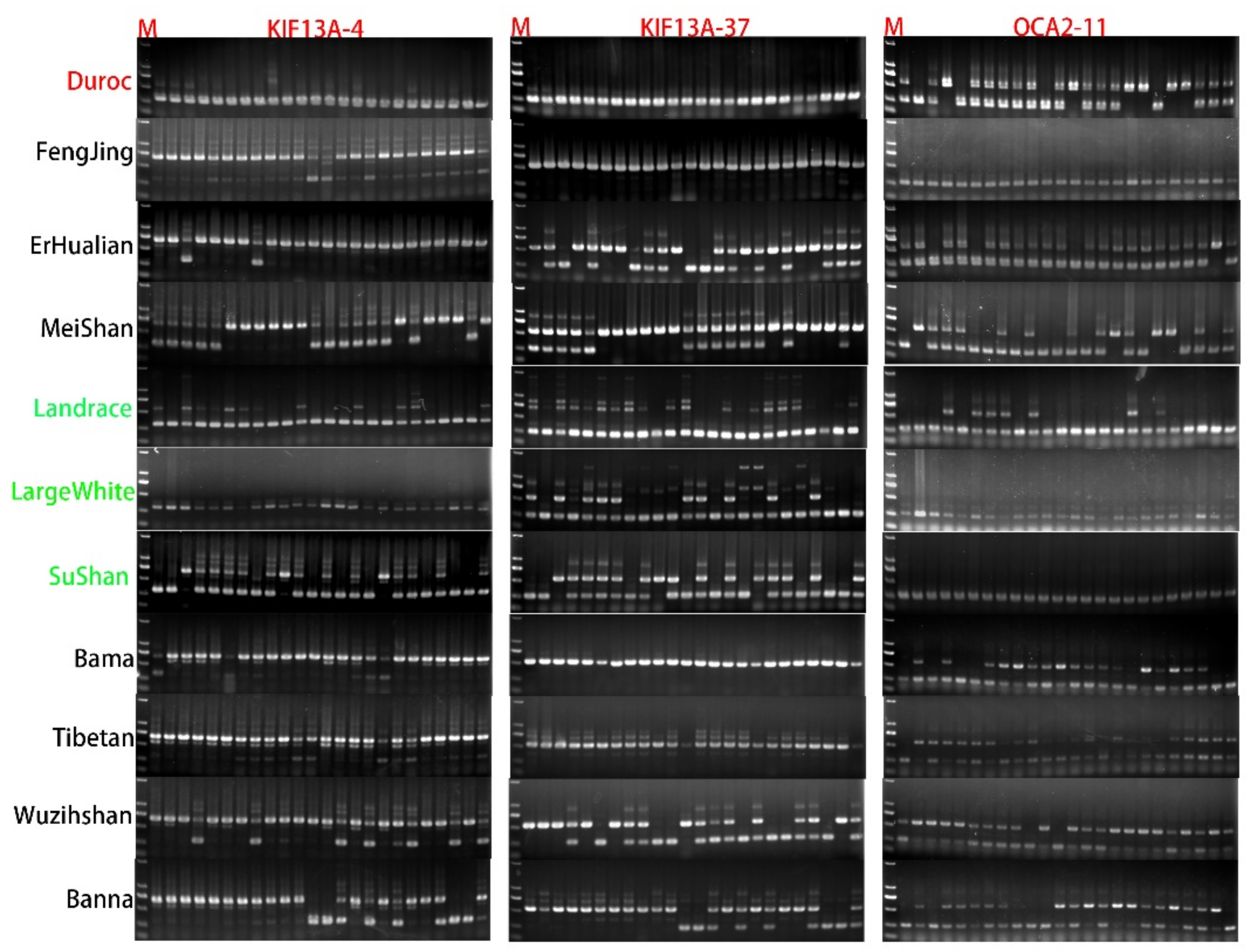 Animals 12 00969 g004