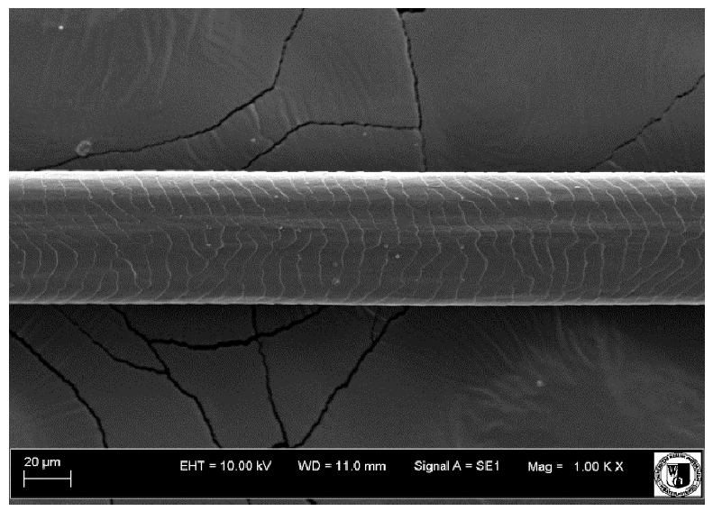 Animals 12 00971 i017 Animals 12 00971 i017