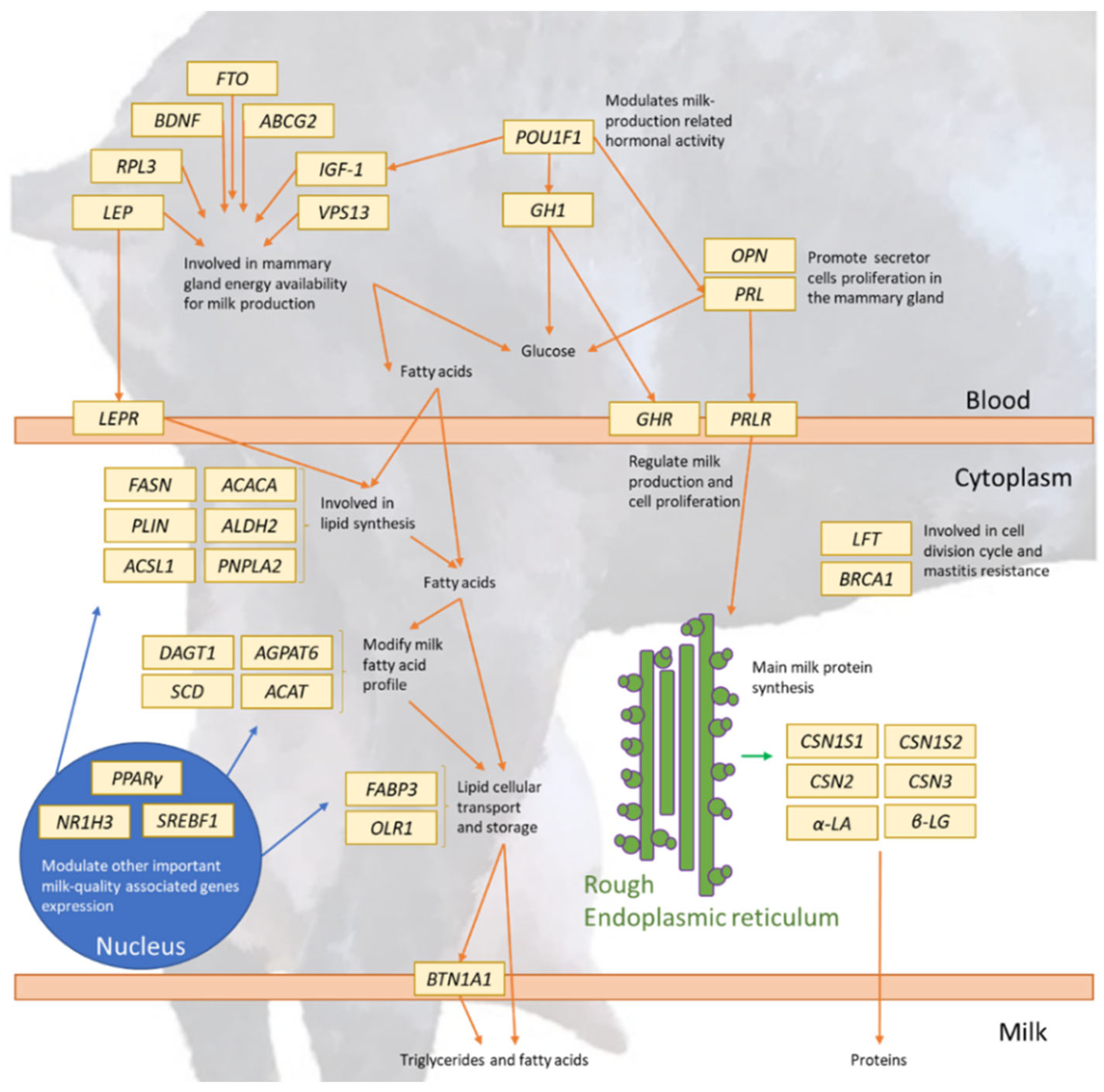 Animals 12 00988 g004 Animals 12 00988 g004