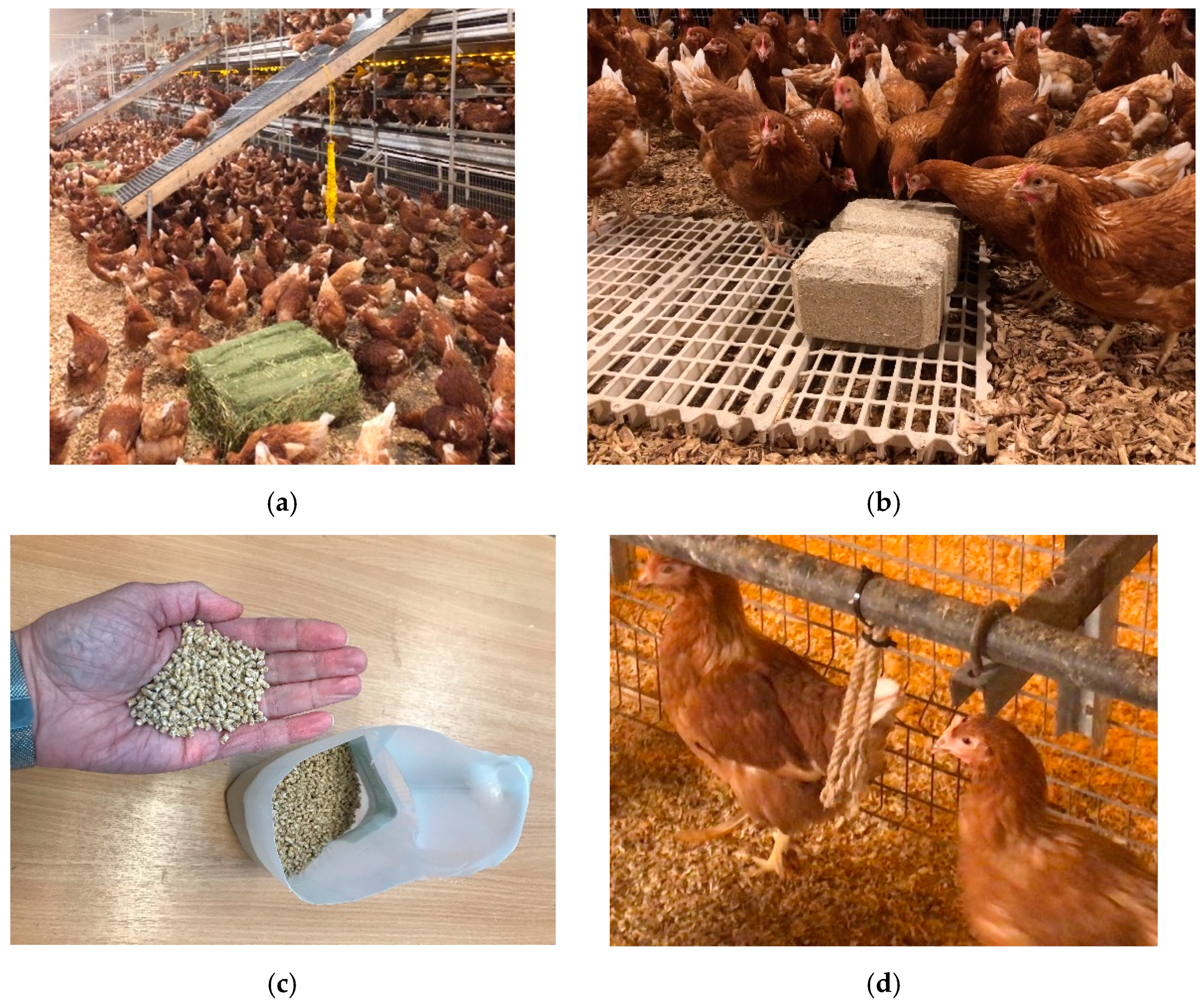 Animals 12 00995 g002