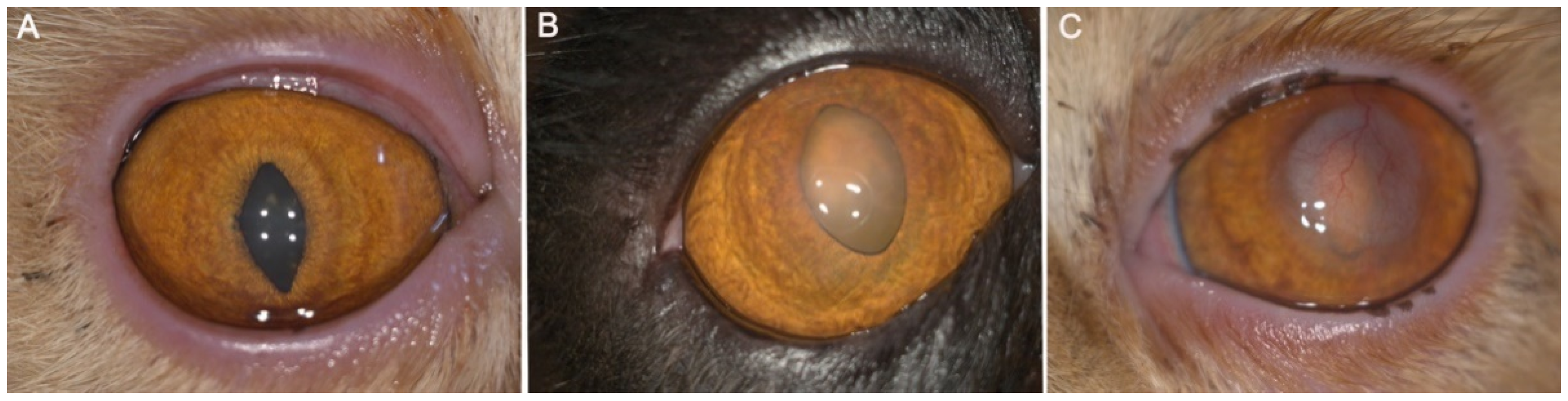 Animals 12 01016 g004