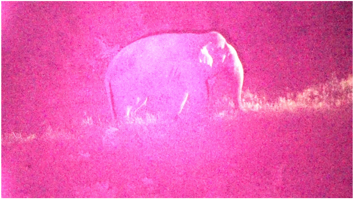 Animals 12 01018 g002