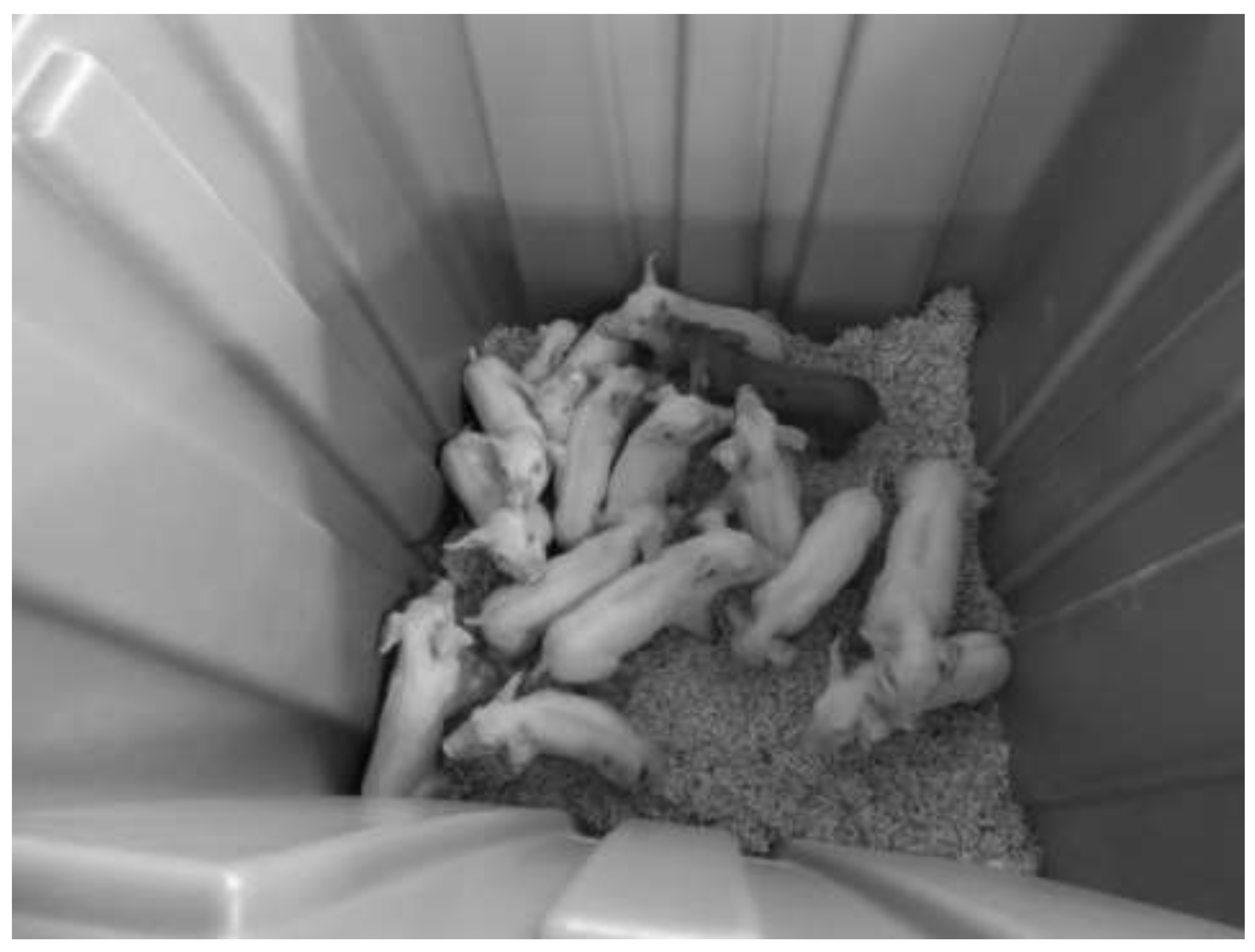 Animals 12 01041 g001