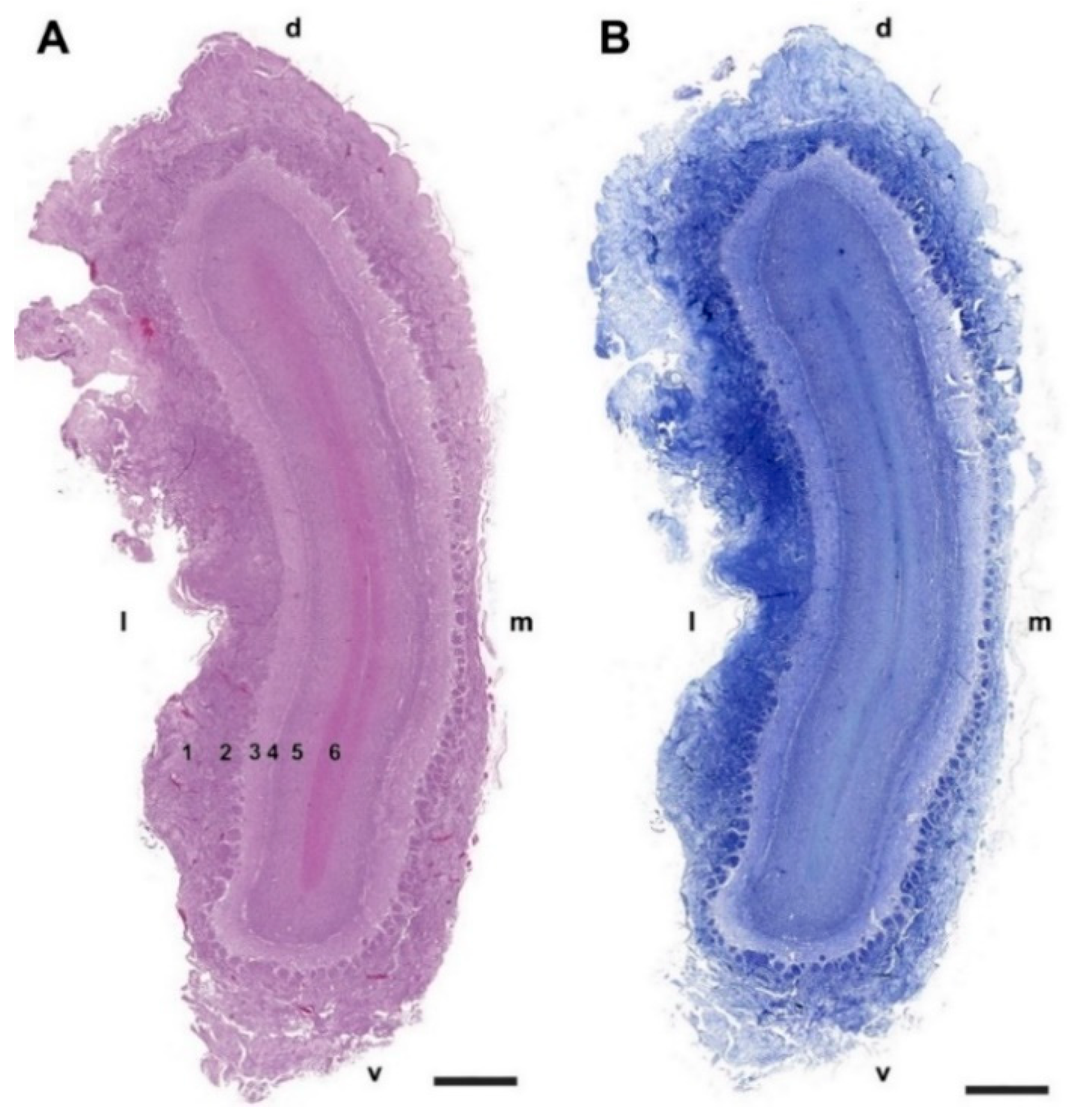 Animals 12 01079 g002