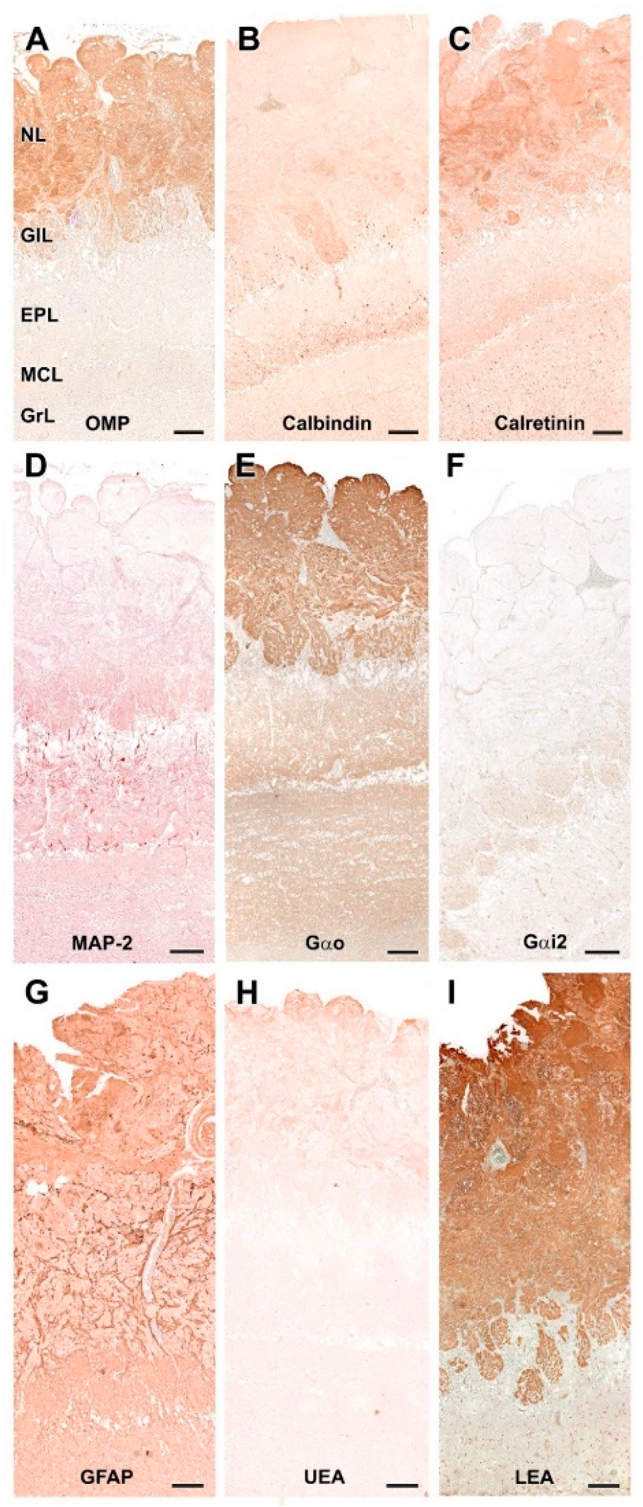 Animals 12 01079 g008