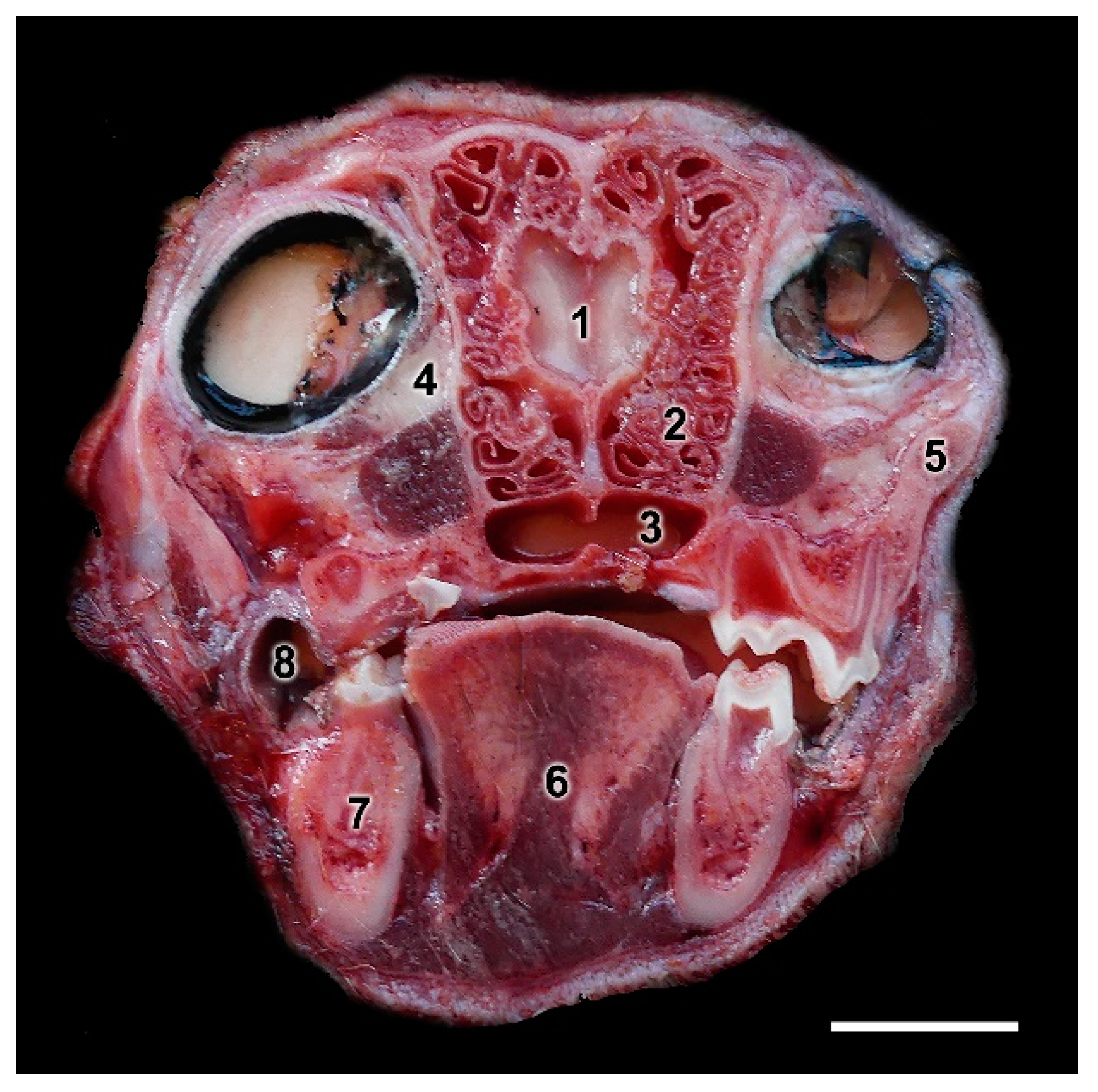 Animals 12 01079 g016