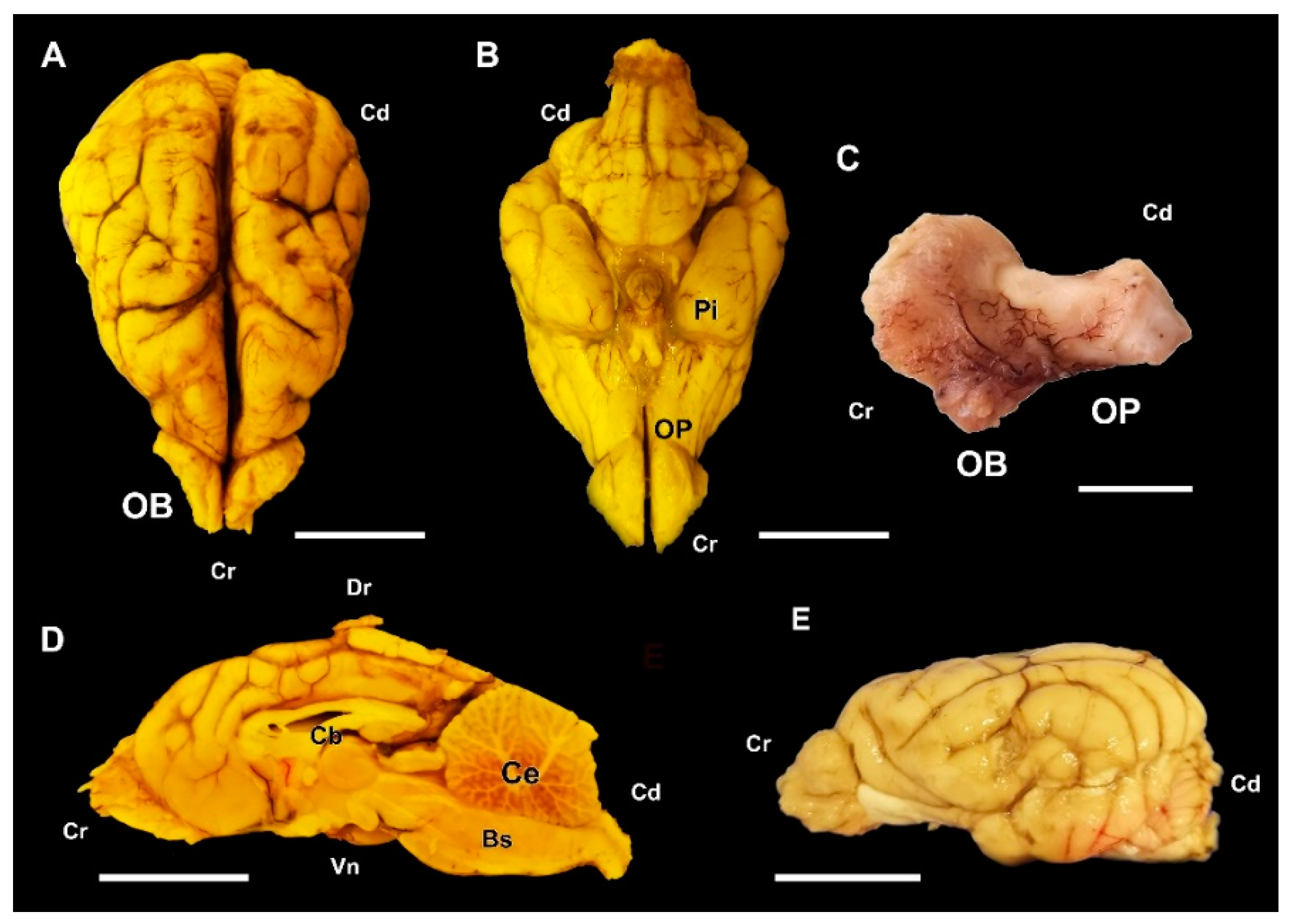 Animals 12 01079 g017