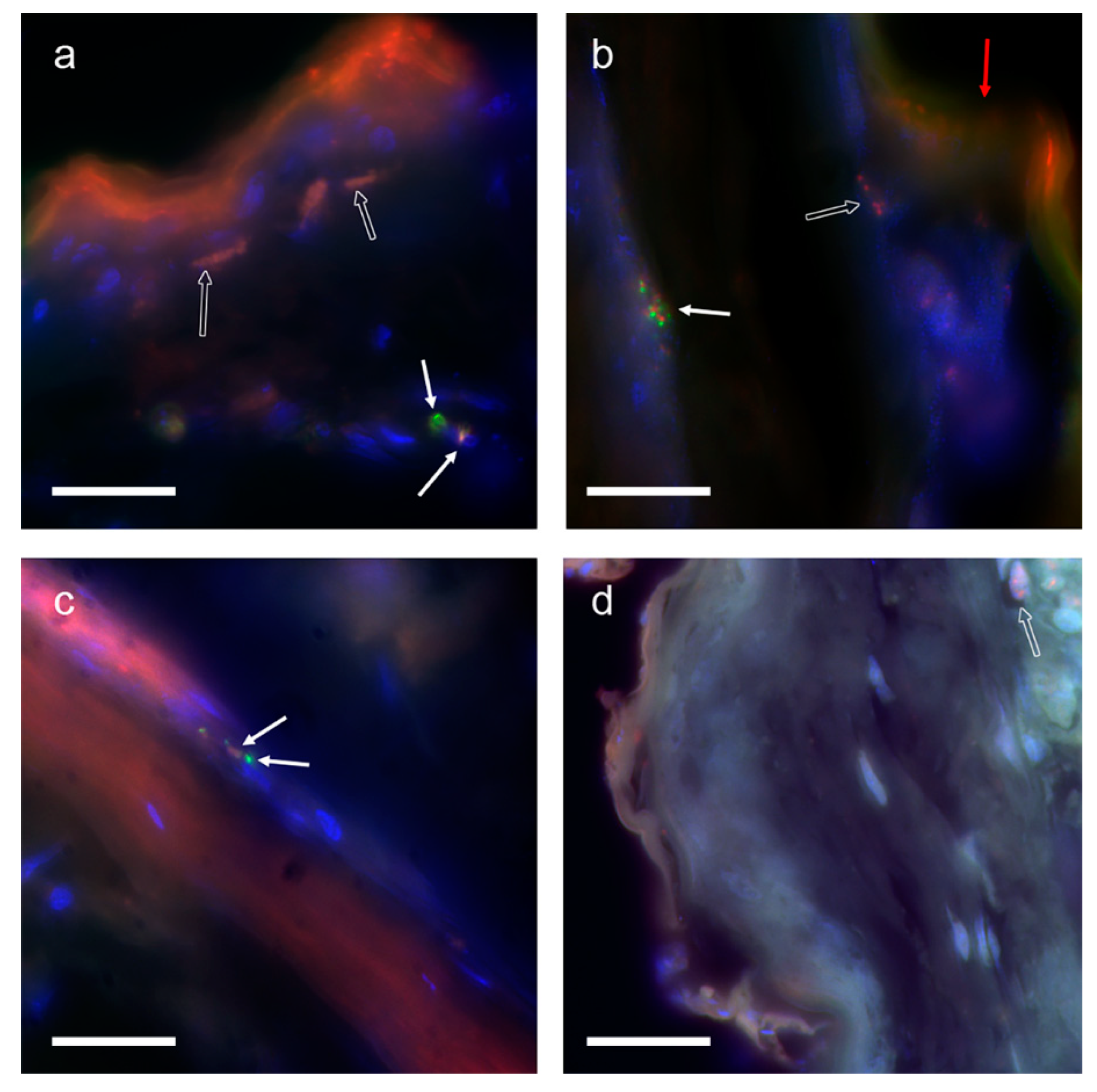 Animals 12 01084 g003