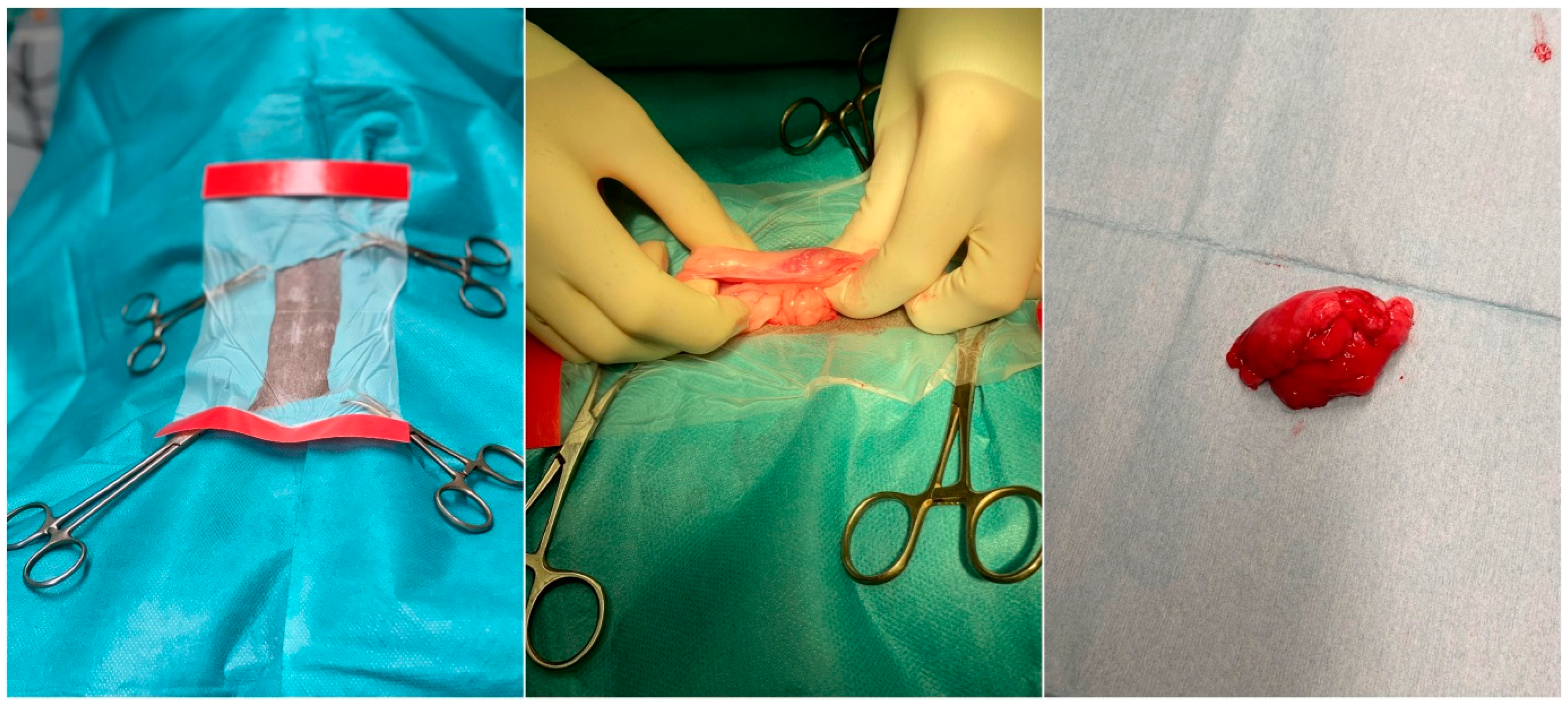 Animals 12 01088 g001