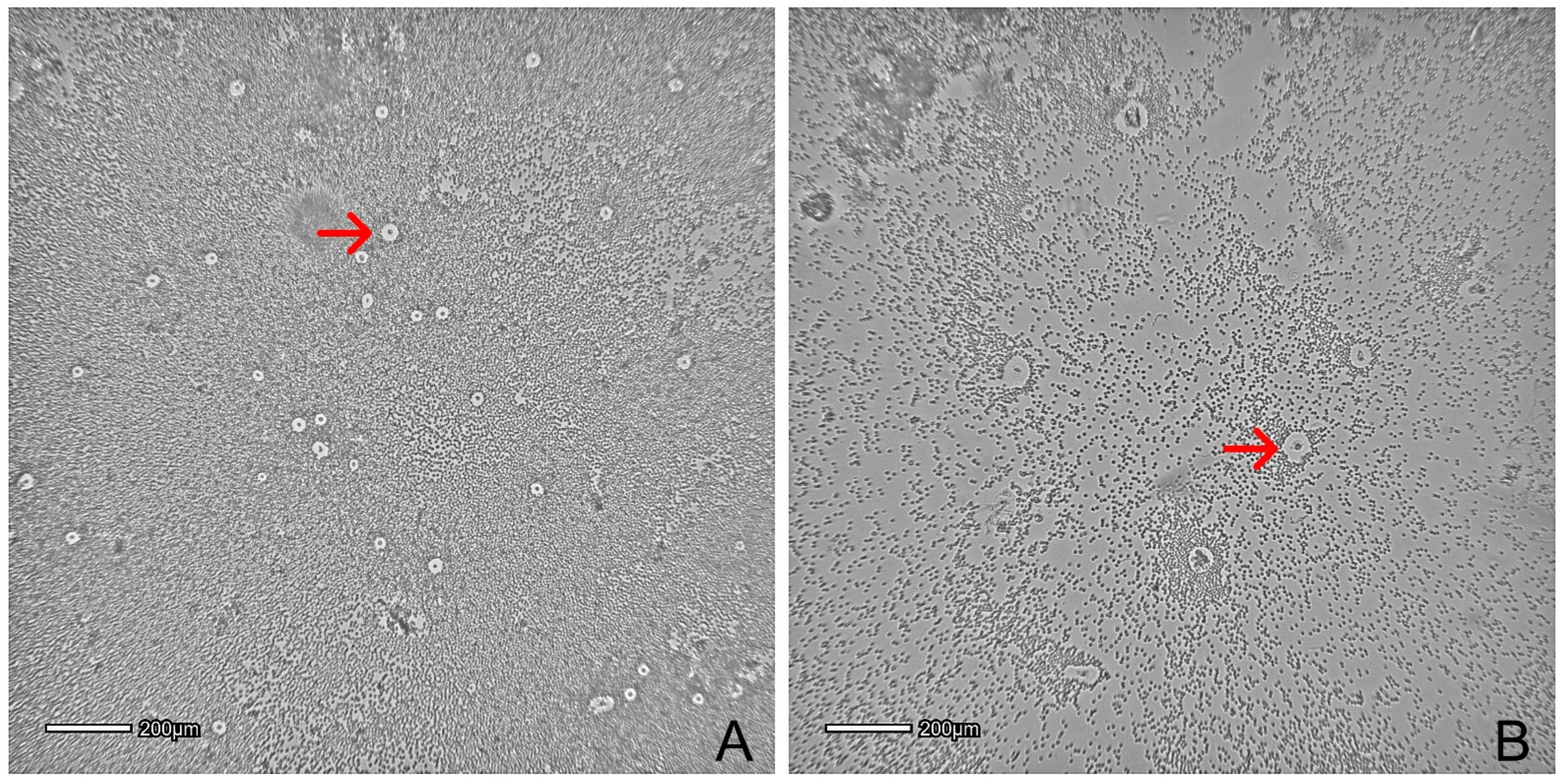 Animals 12 01088 g003