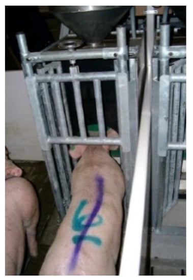 Animals 12 01128 g002 550