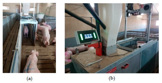 Animals 12 01128 g003 550