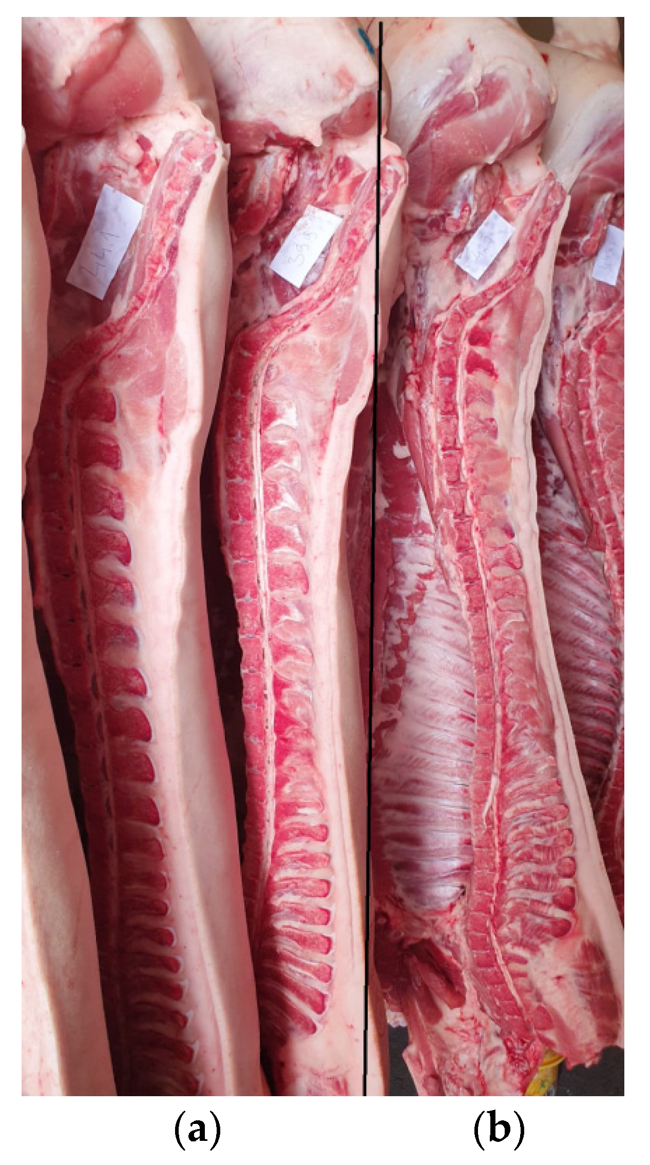 Animals 12 01138 g001