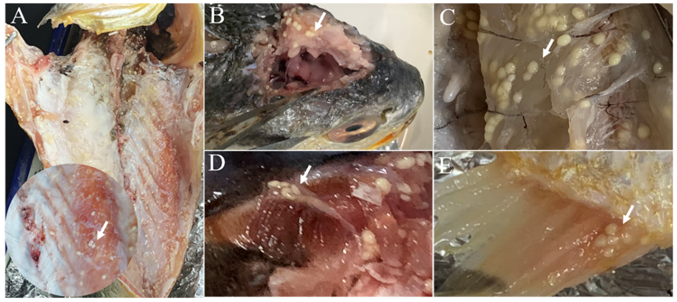 Animals 12 01145 g001