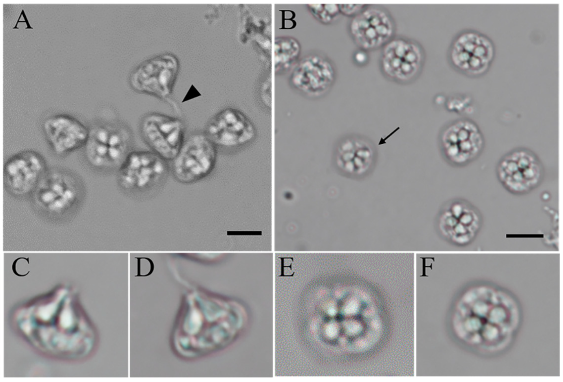 Animals 12 01145 g002