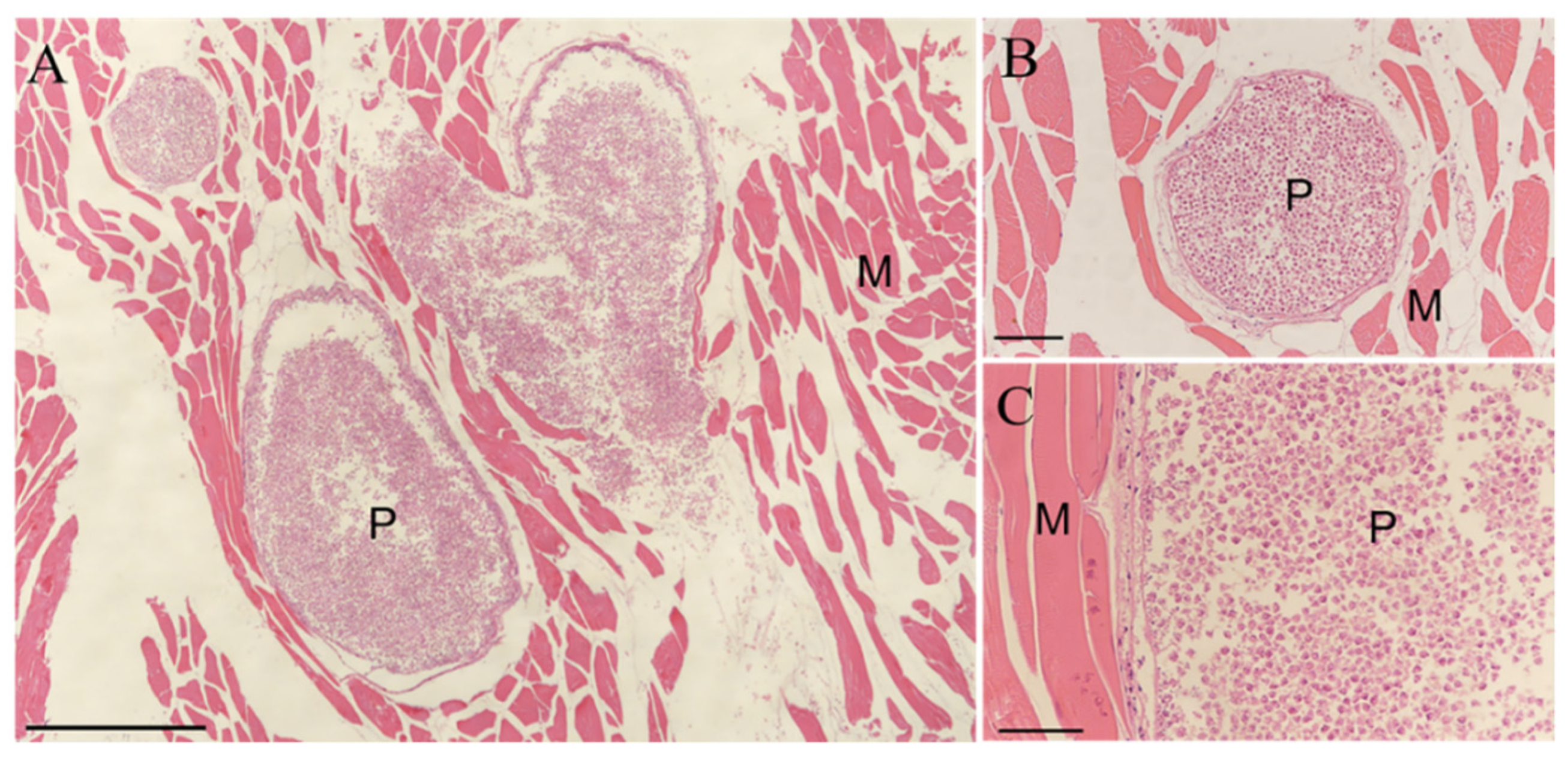 Animals 12 01145 g004