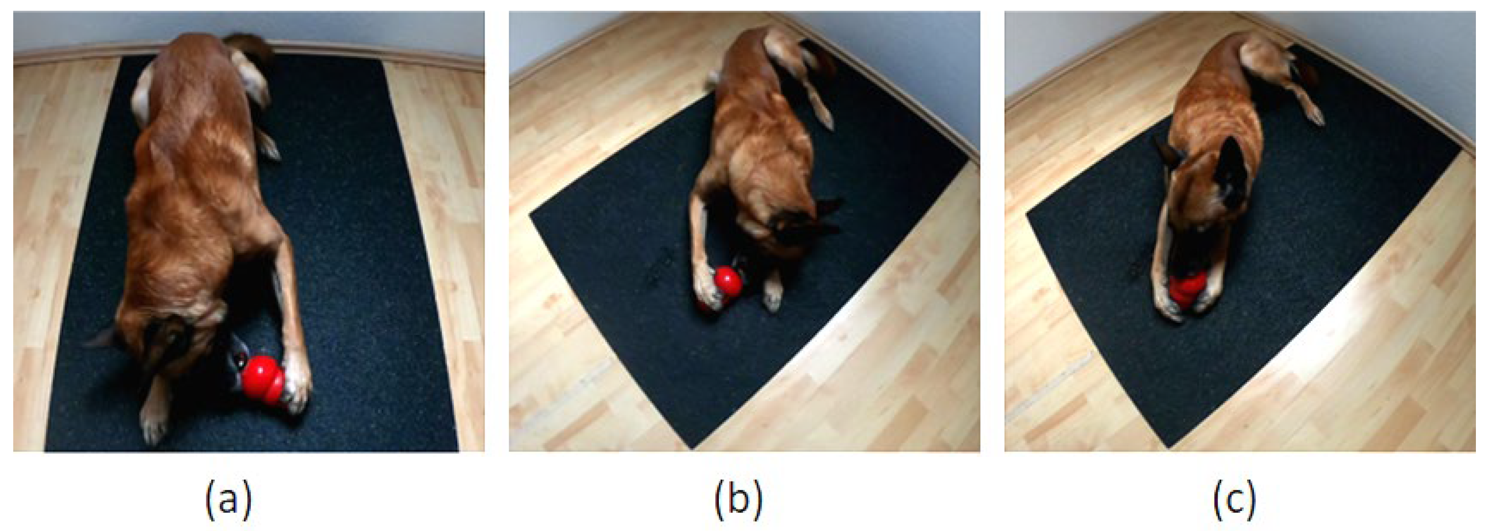 Animals 12 01153 g002