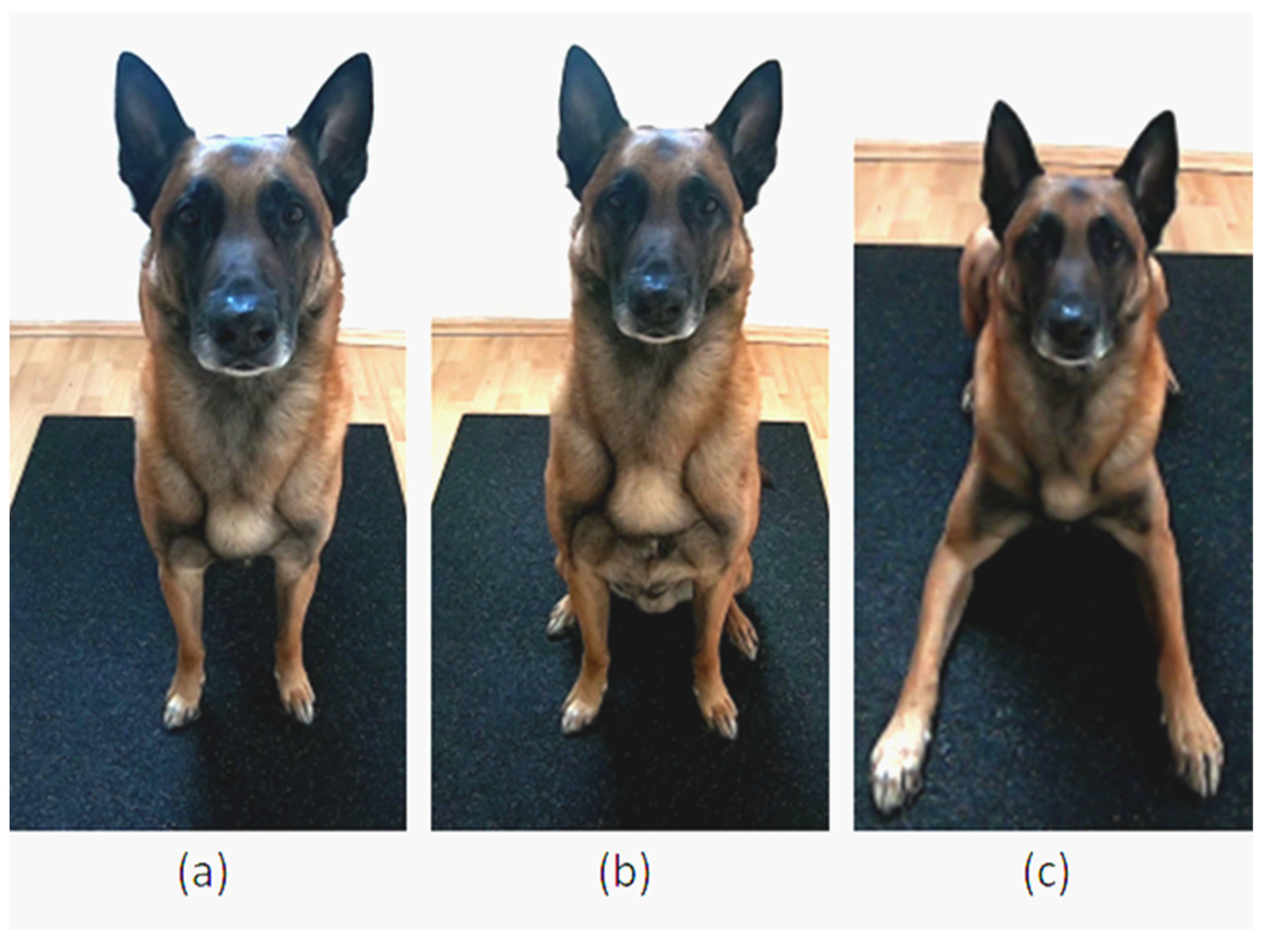 Animals 12 01153 g003