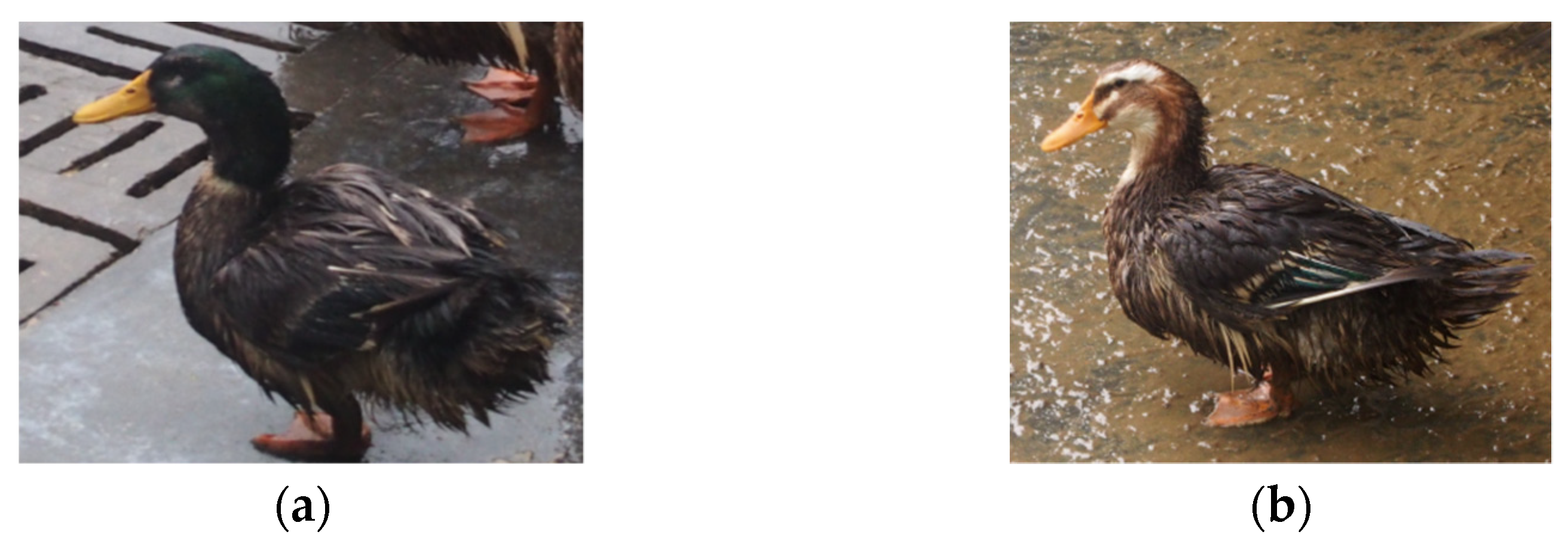 Animals 12 01177 g001