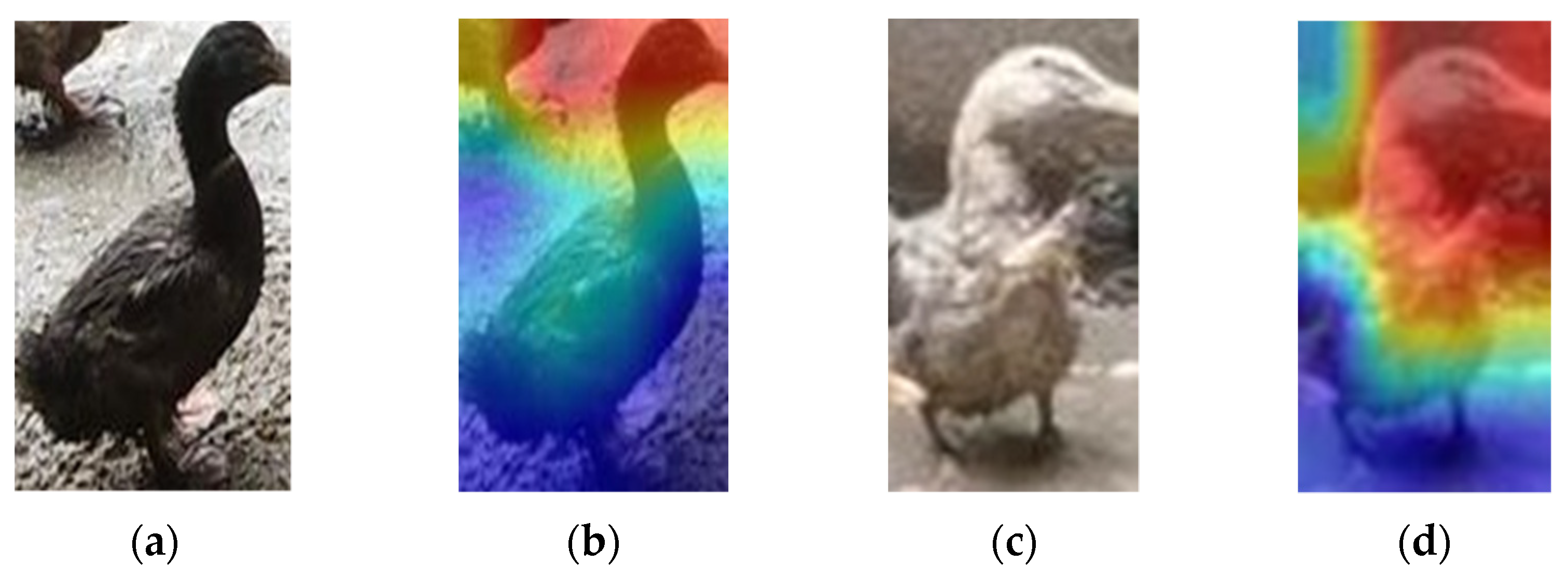 Animals 12 01177 g015