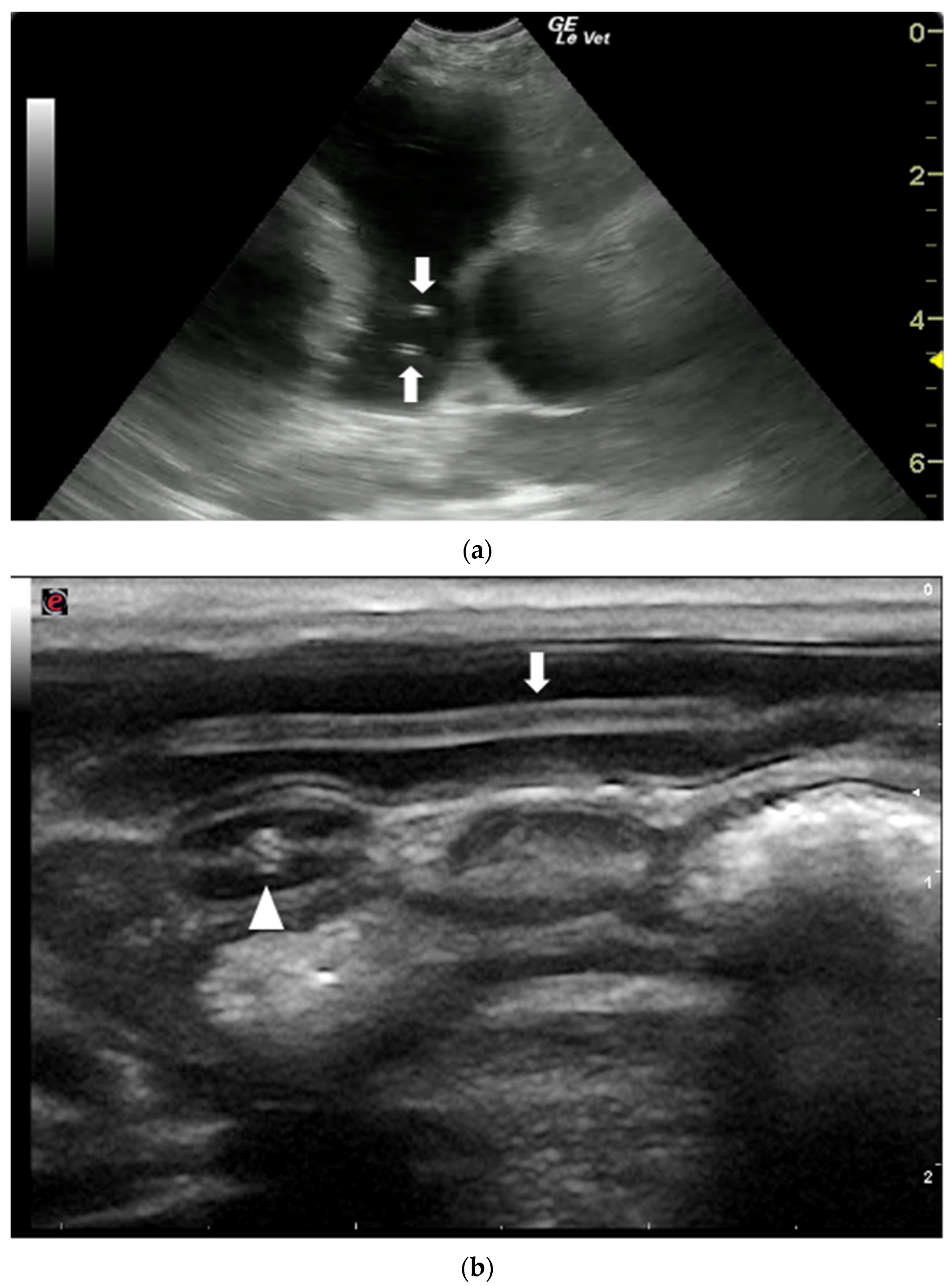 Animals 12 01252 g005
