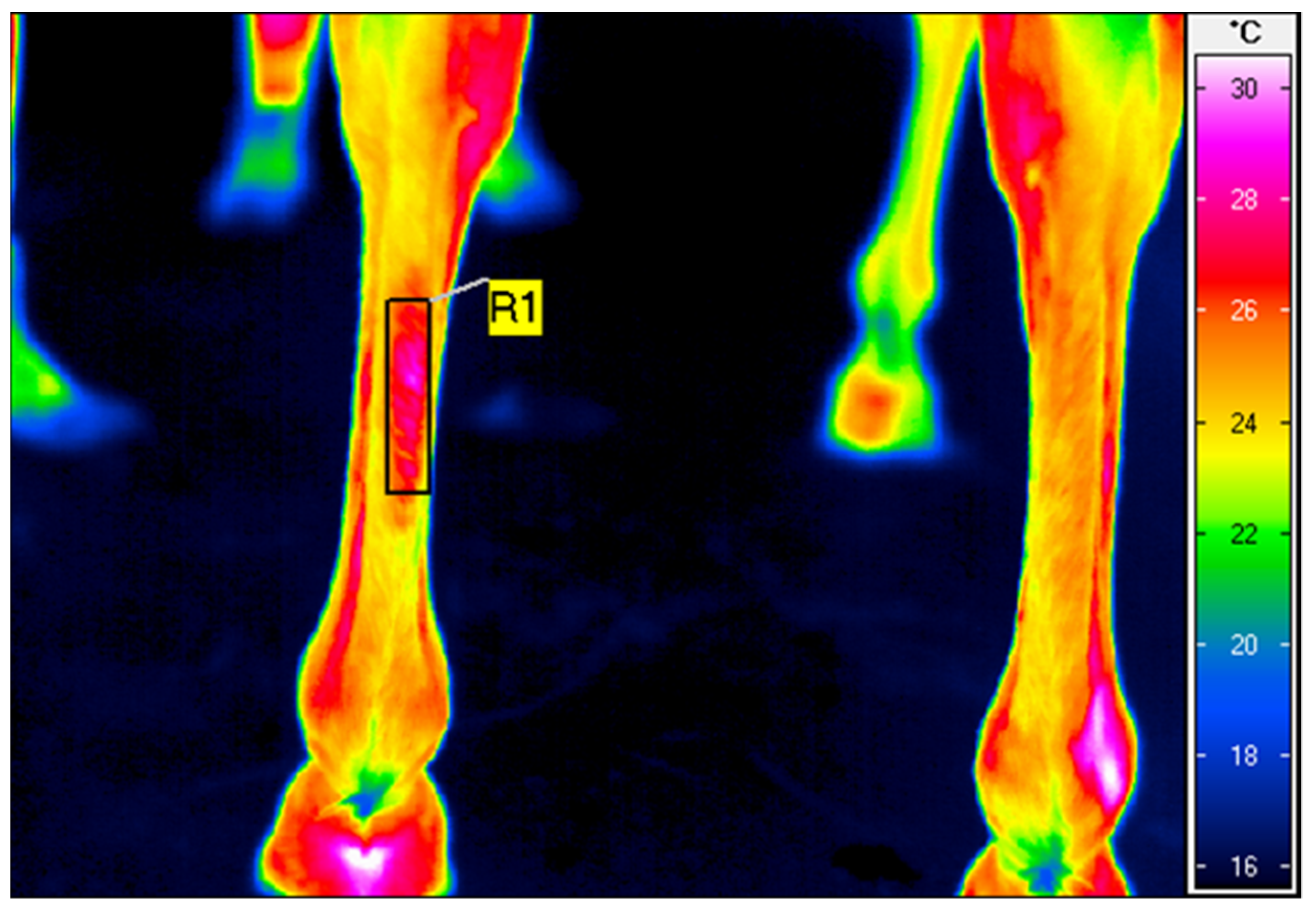 Animals 12 01253 g001