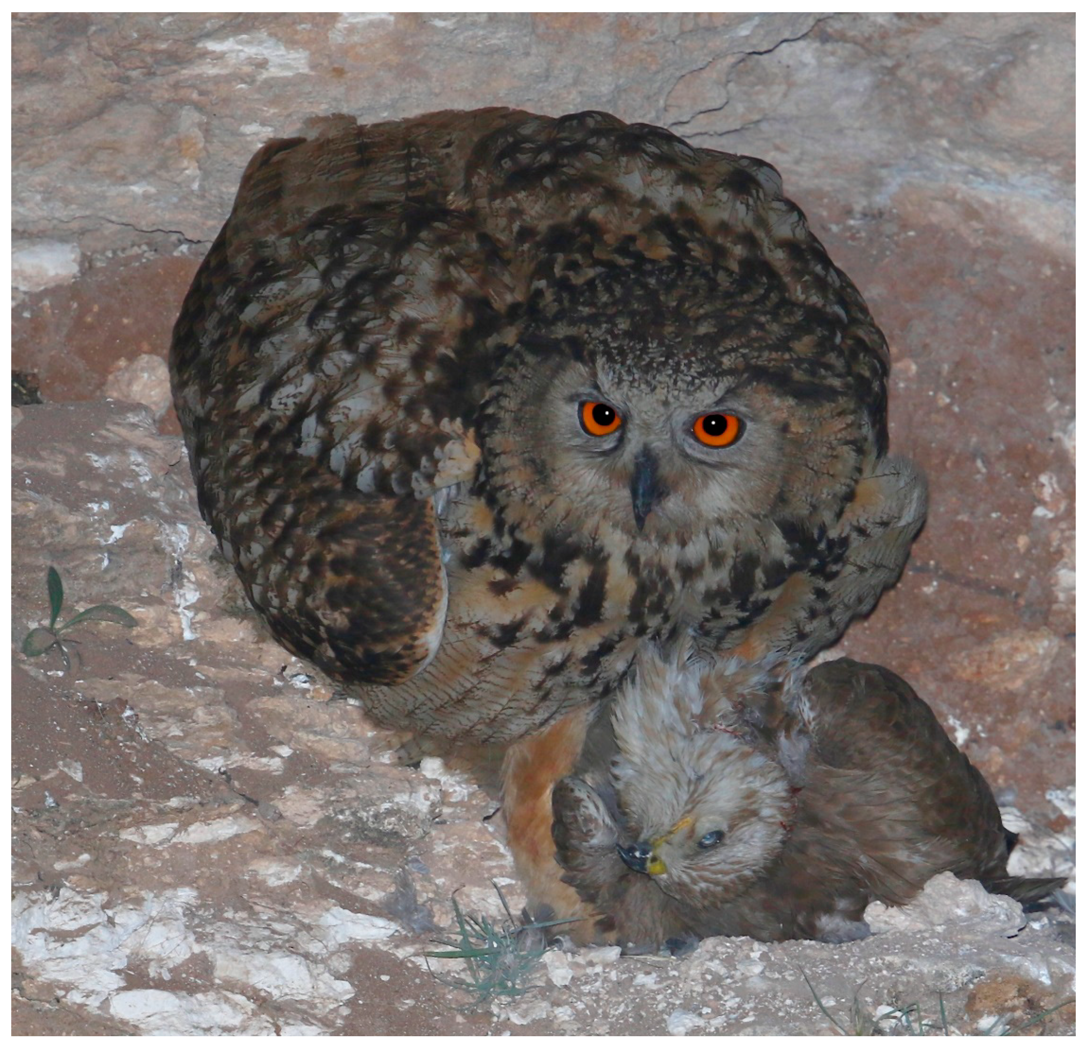 Animals 12 01280 g004