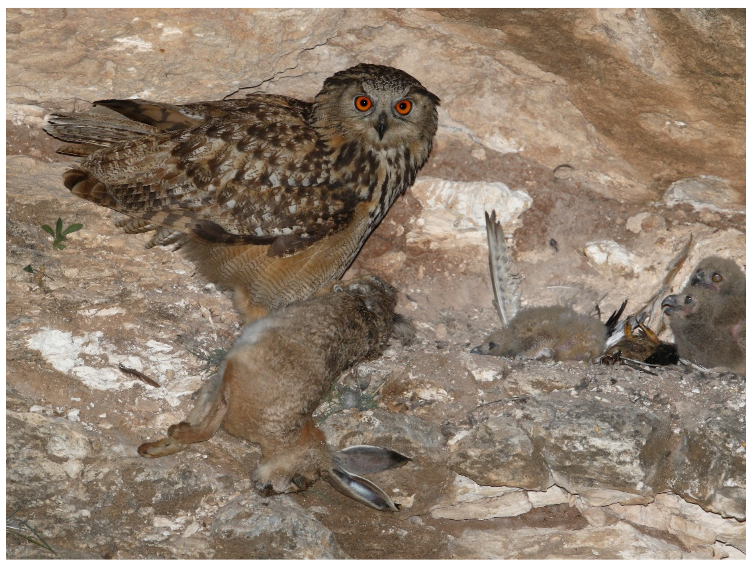 Animals 12 01280 g005