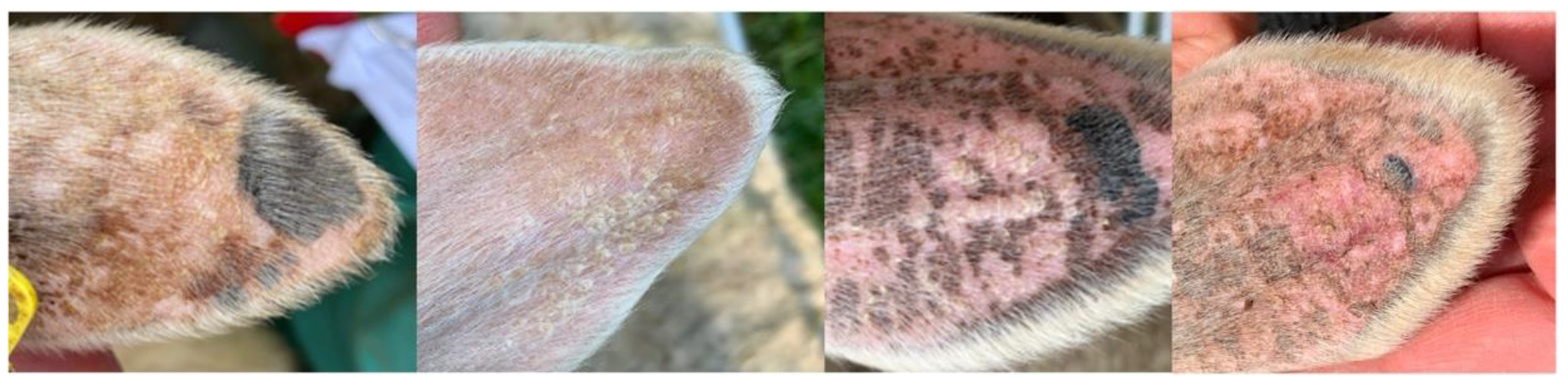 Animals 12 01289 g001