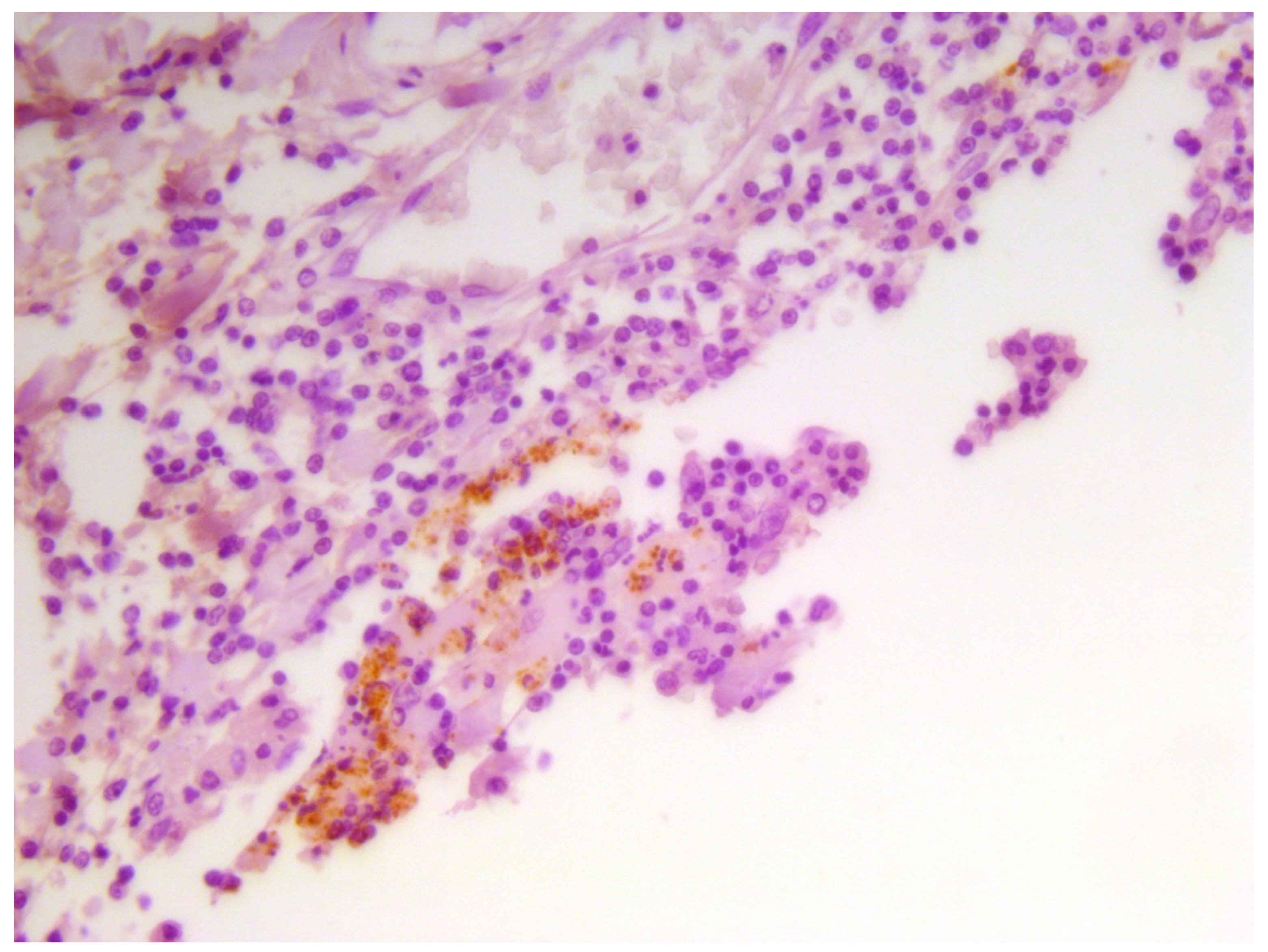 Animals 12 01304 g005